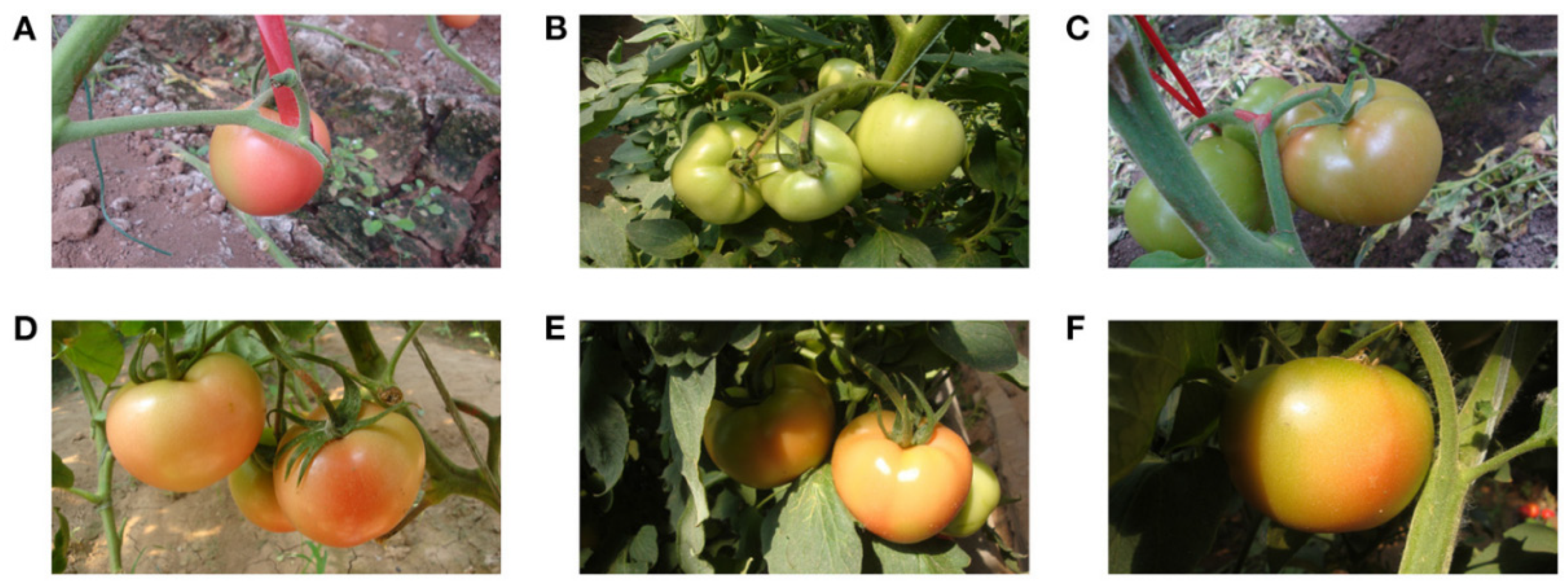 Agronomy 16 01795 g003