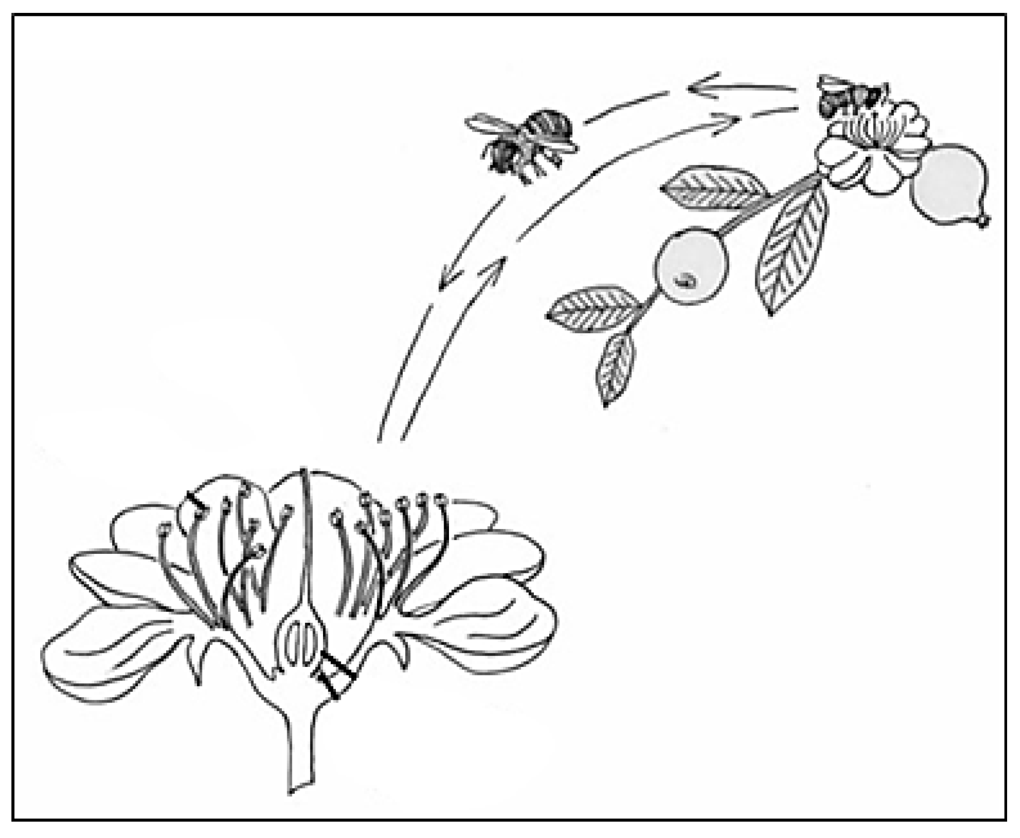 Algorithms 10 00085 g003