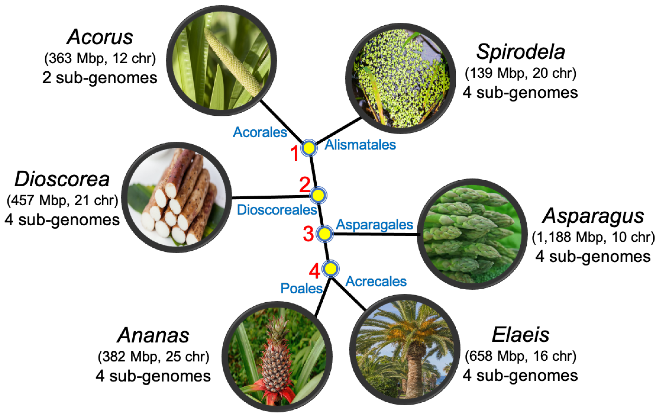 Algorithms 14 00160 g001