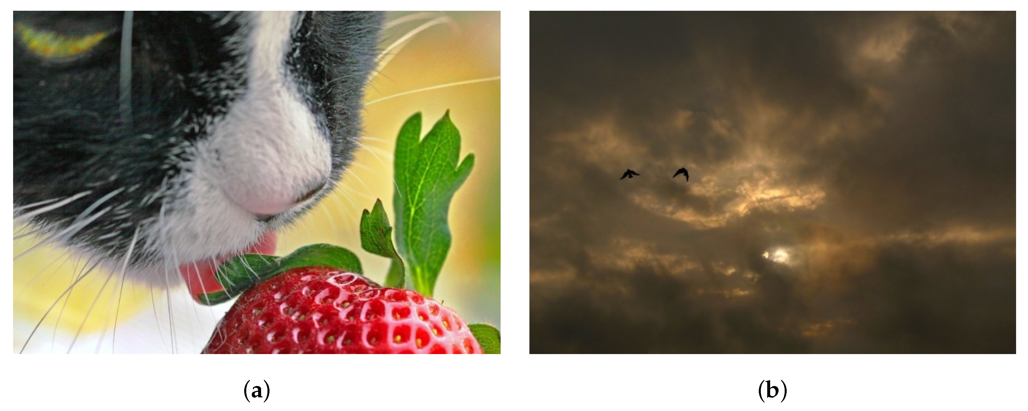 Algorithms 14 00213 g001 550