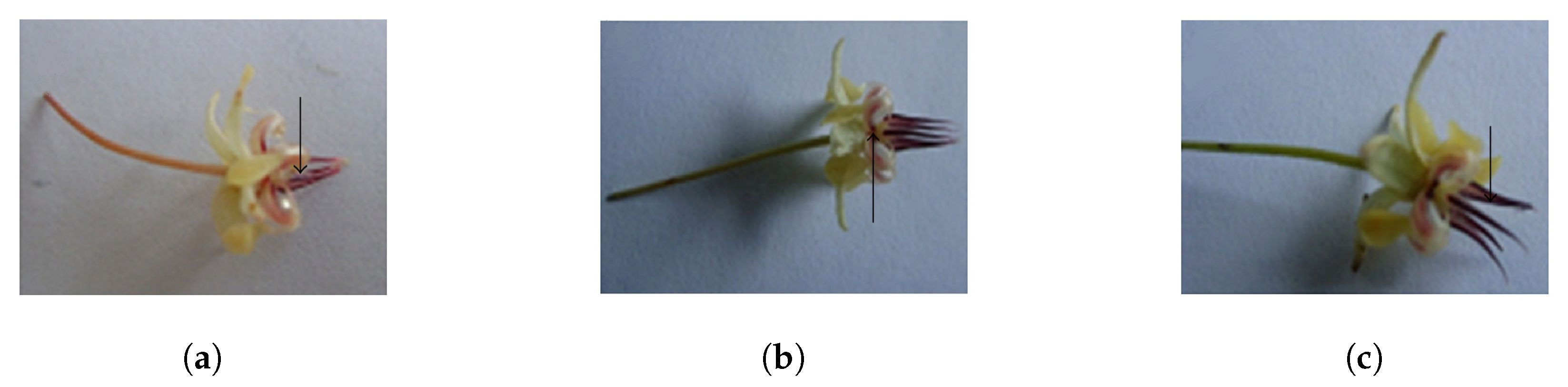 Algorithms 14 00230 g002 550