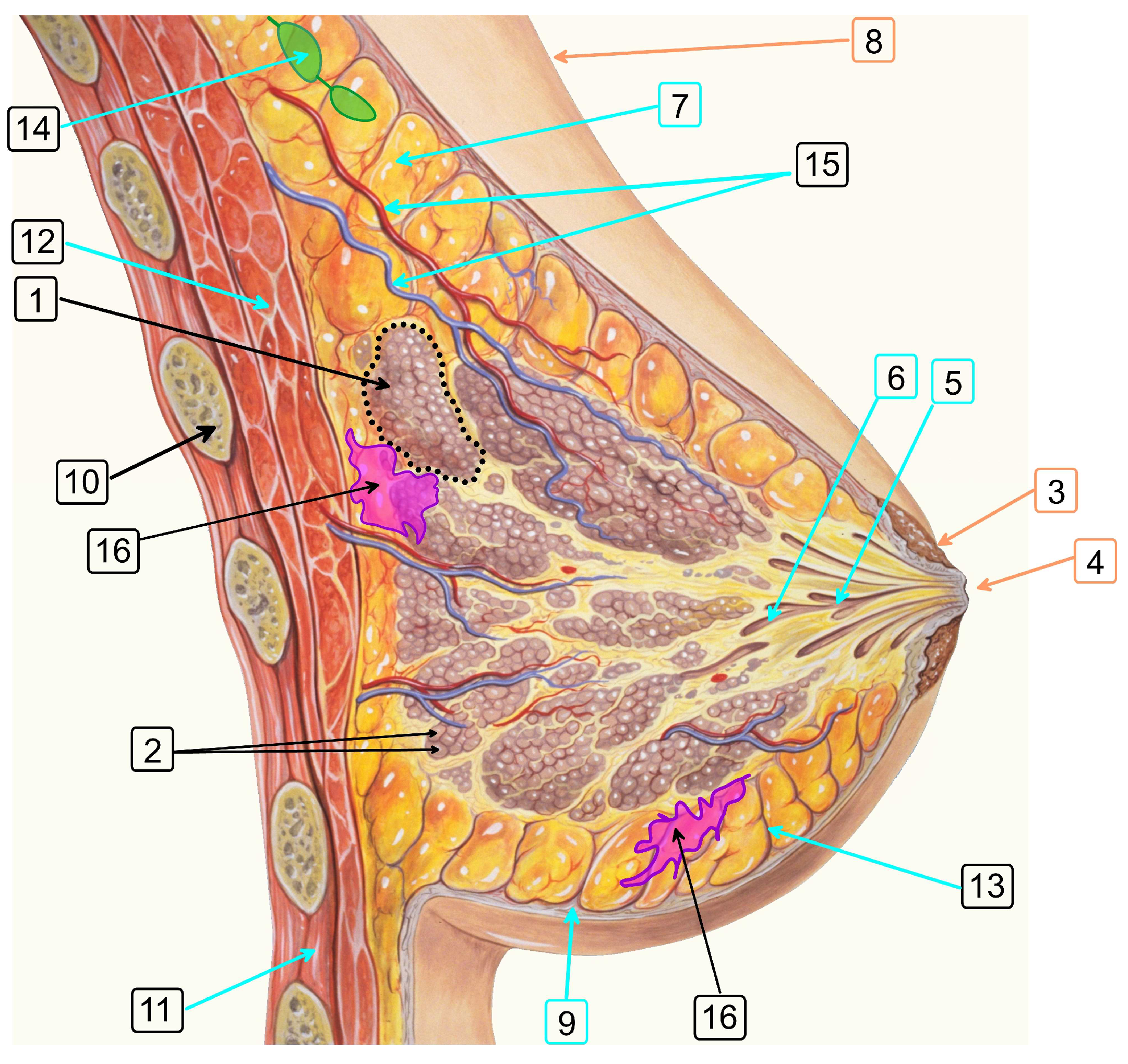 Algorithms 15 00292 g005 Algorithms 15 00292 g005