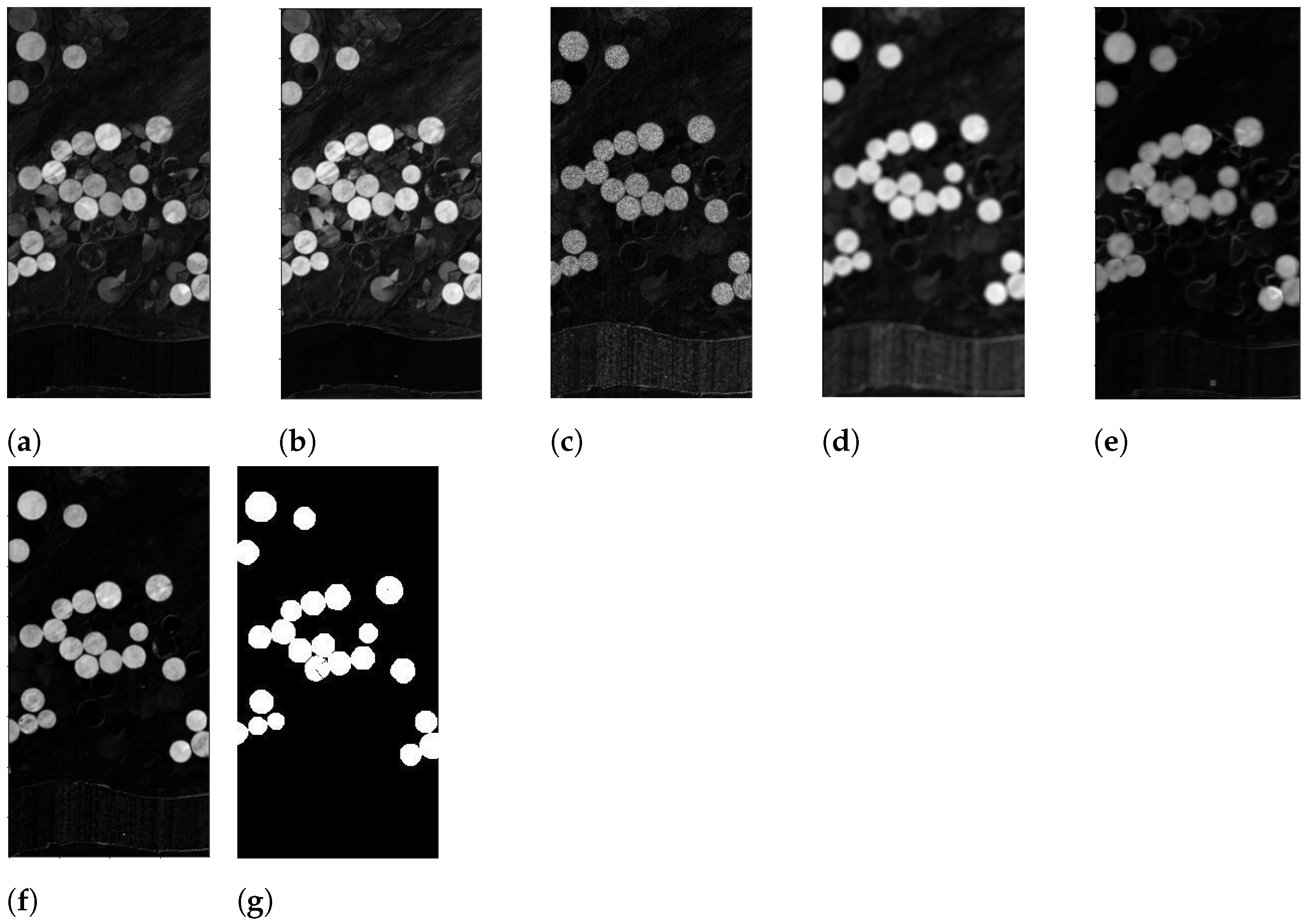 Algorithms 15 00340 g005
