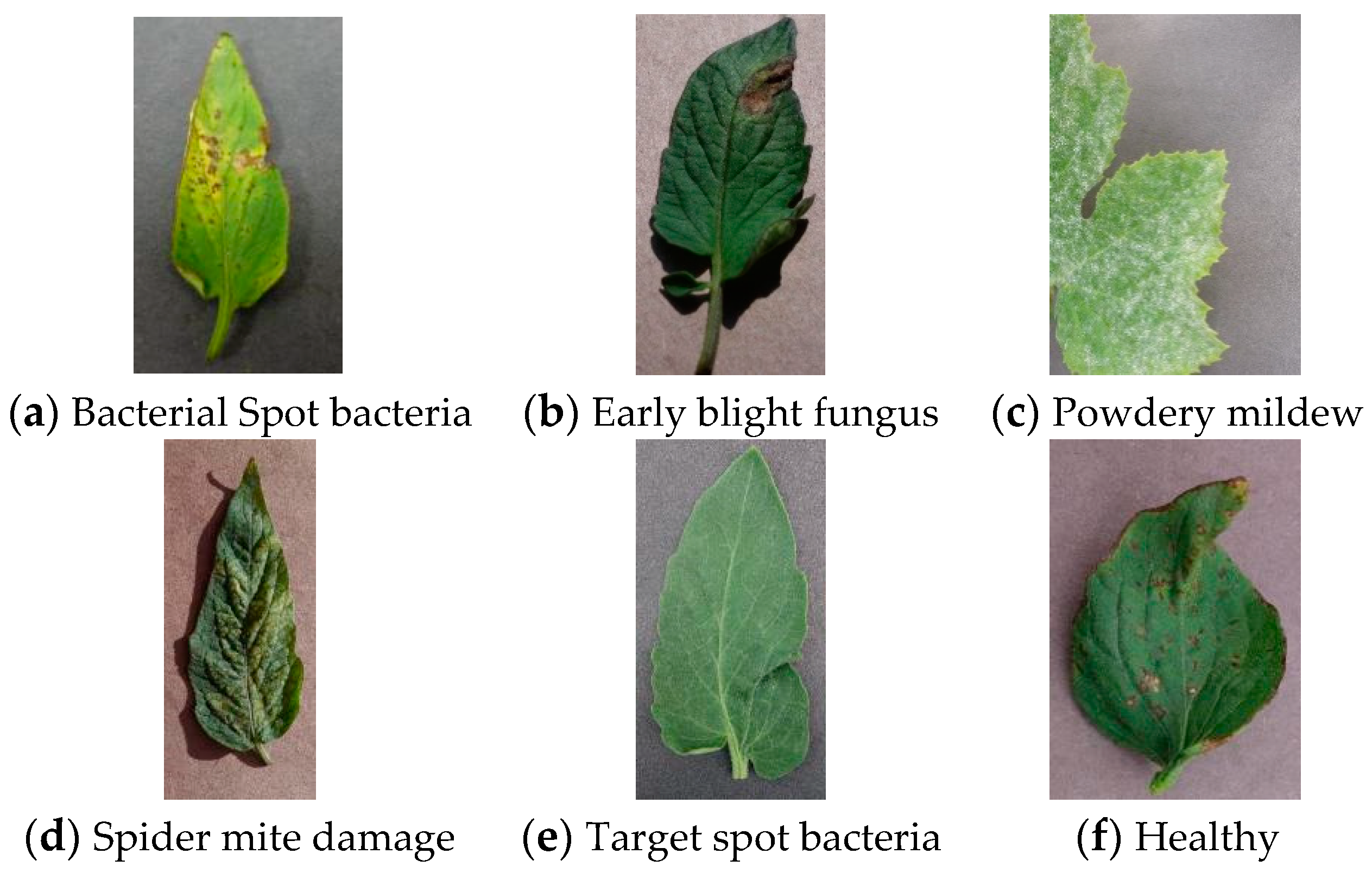 Algorithms 16 00442 g009