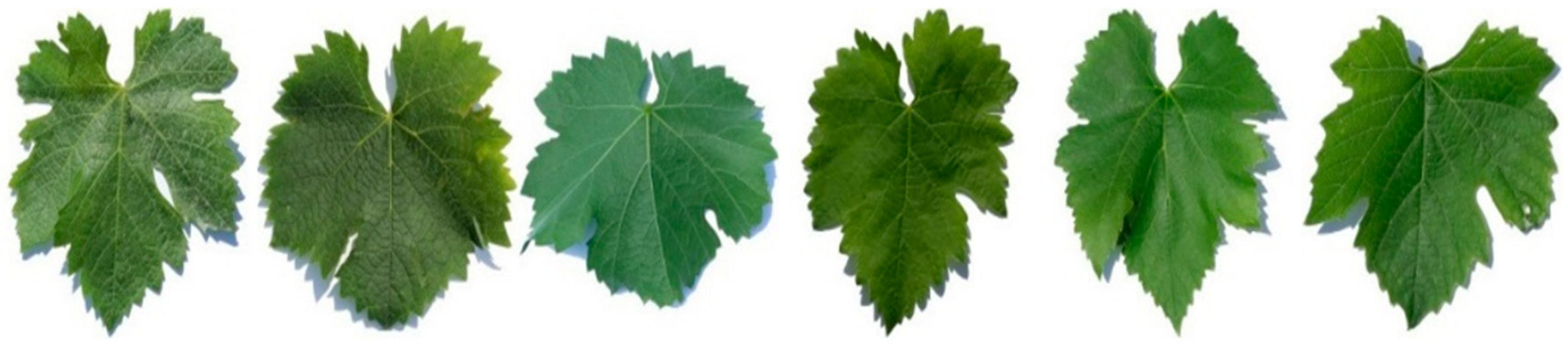 Algorithms 17 00106 g001