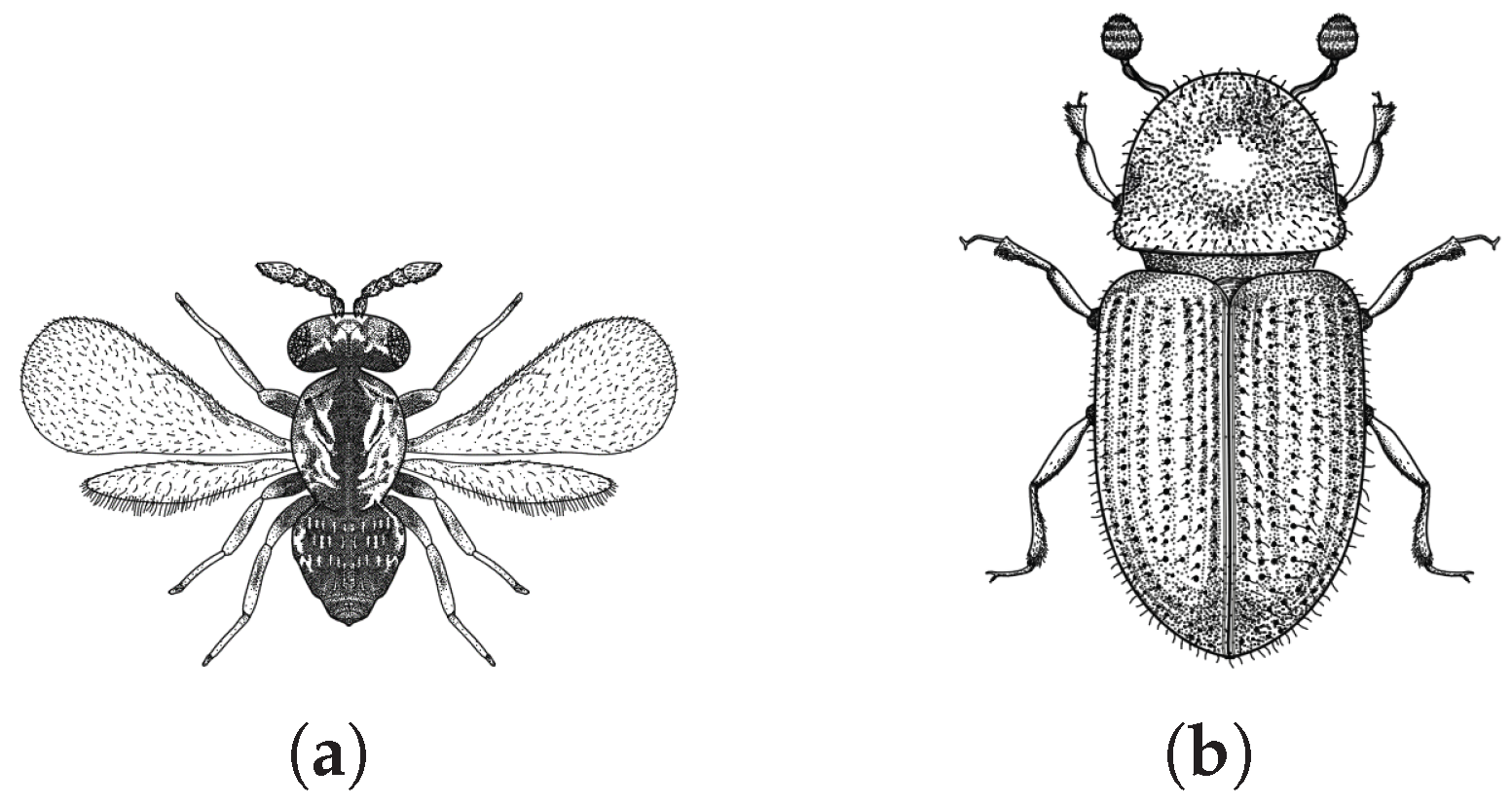 Algorithms 18 00637 g001