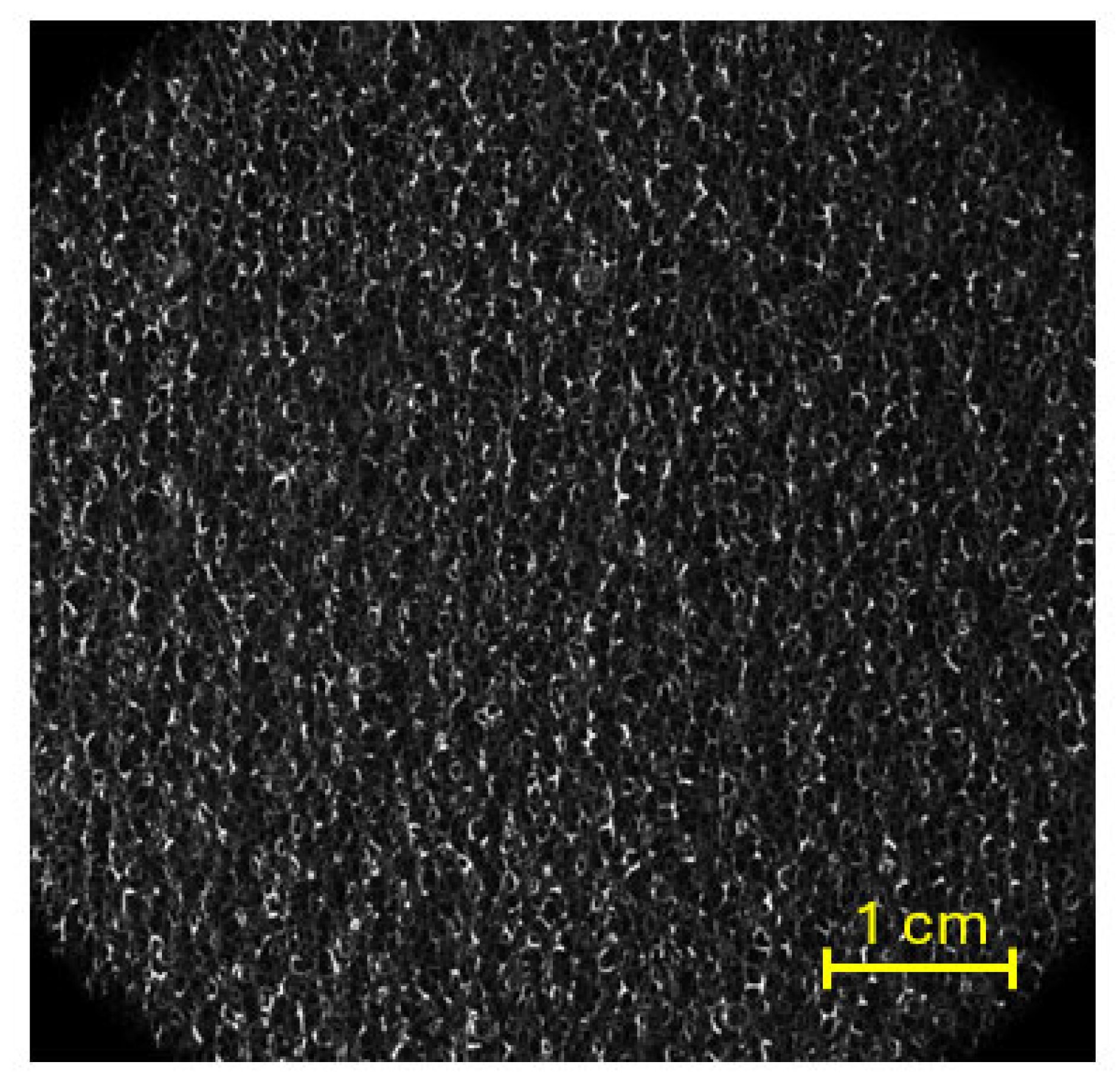 Algorithms 19 00077 g007