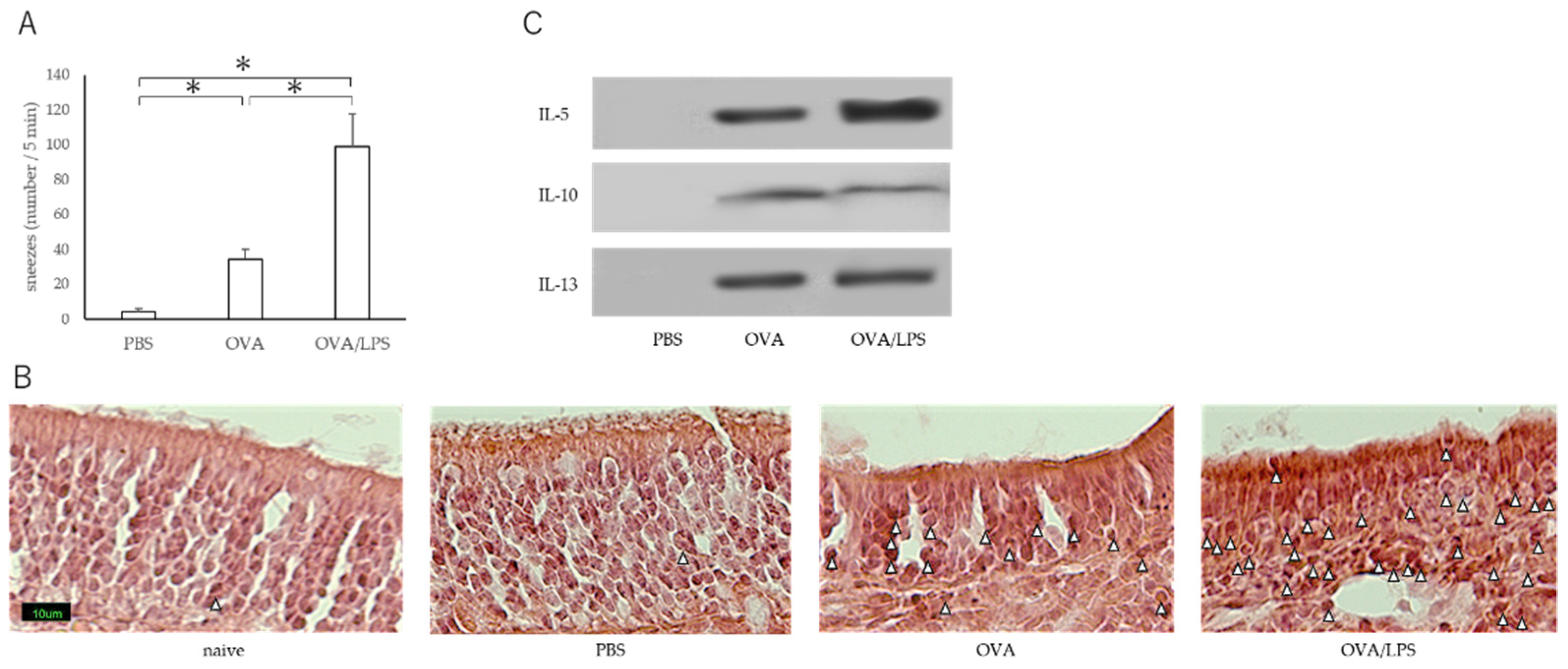 Allergies 01 00020 g001
