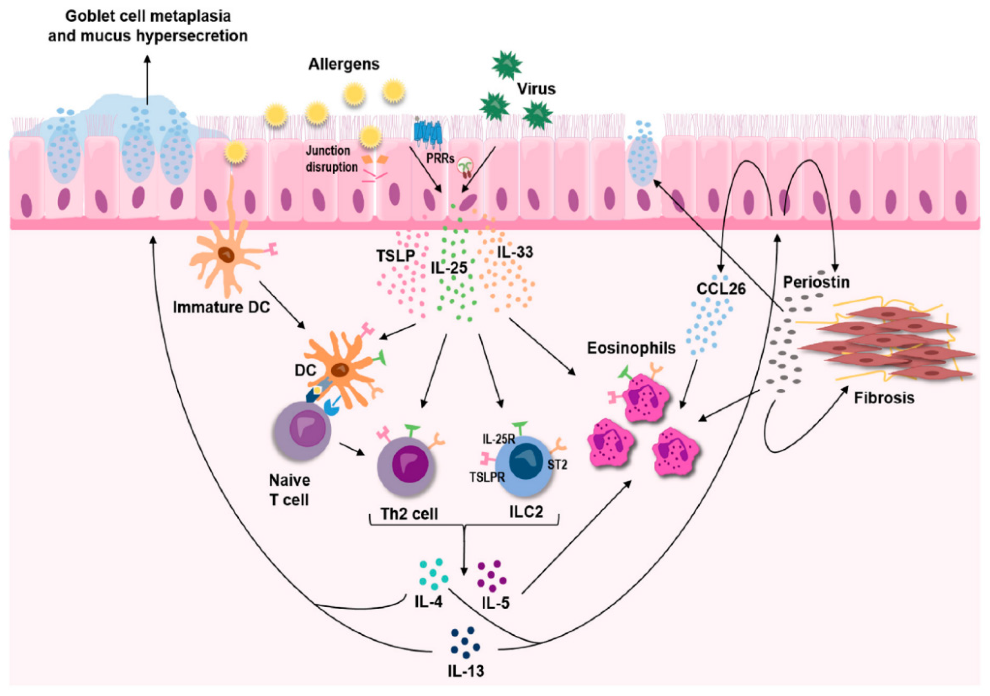 Allergies Free FullText TitleInflammatory Signaling Pathways in