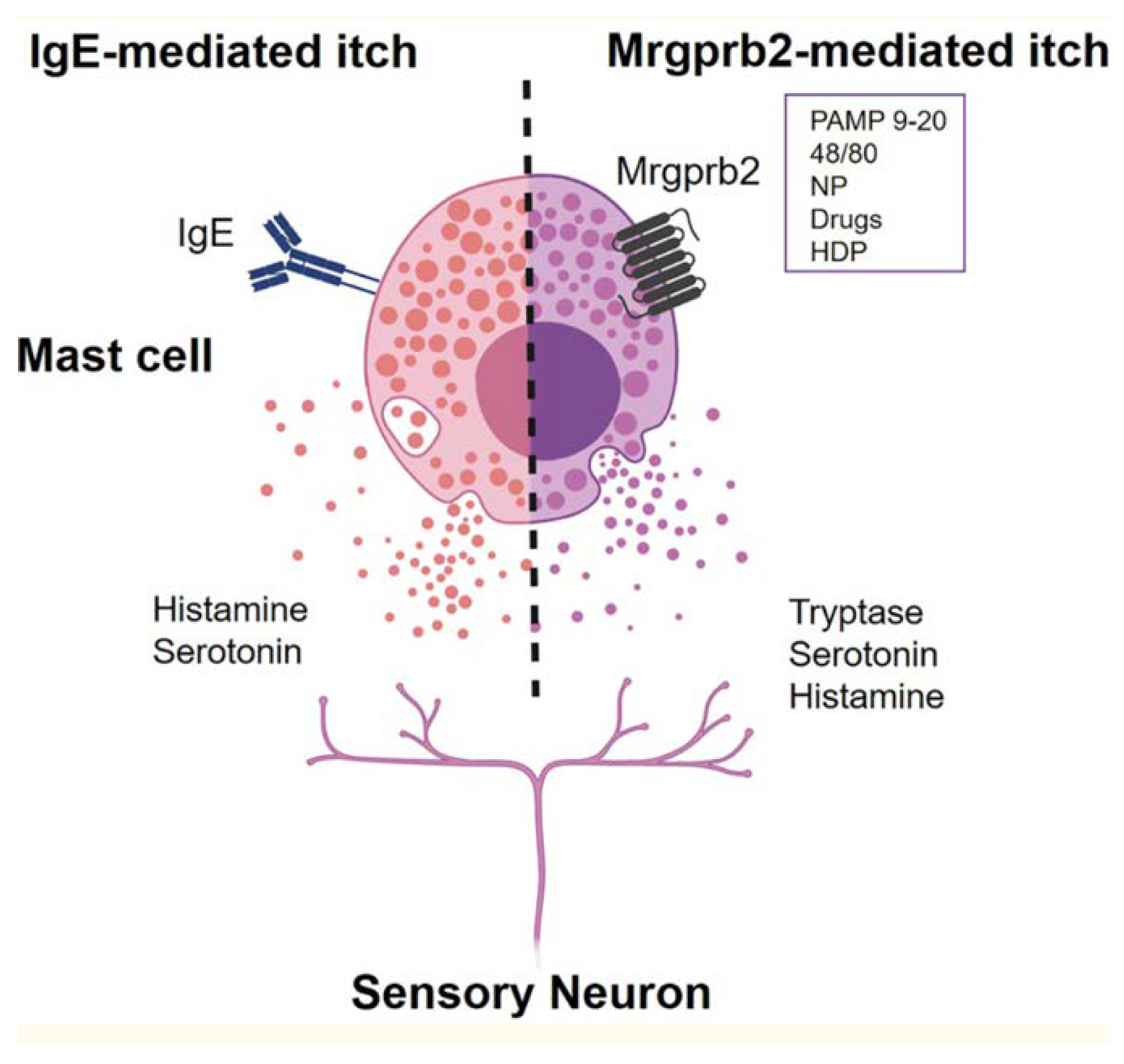 Allergies 02 00008 g002