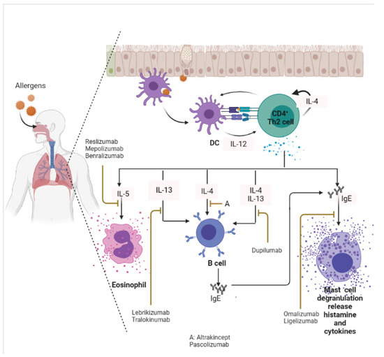 Targeting IgE and Th2-Cytokines in Allergy: Brief Updates on Monoclonal ...