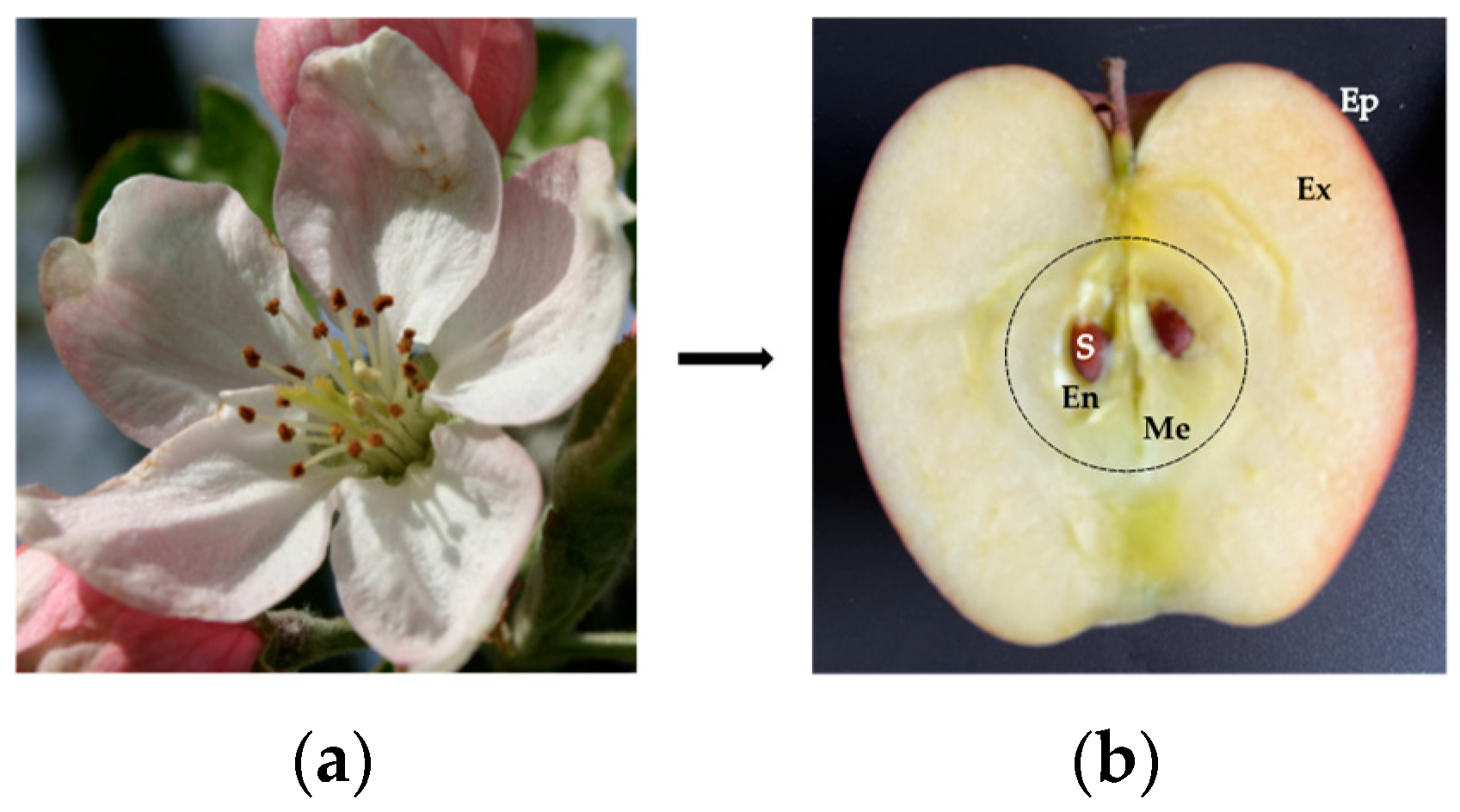 Allergies 03 00010 g001