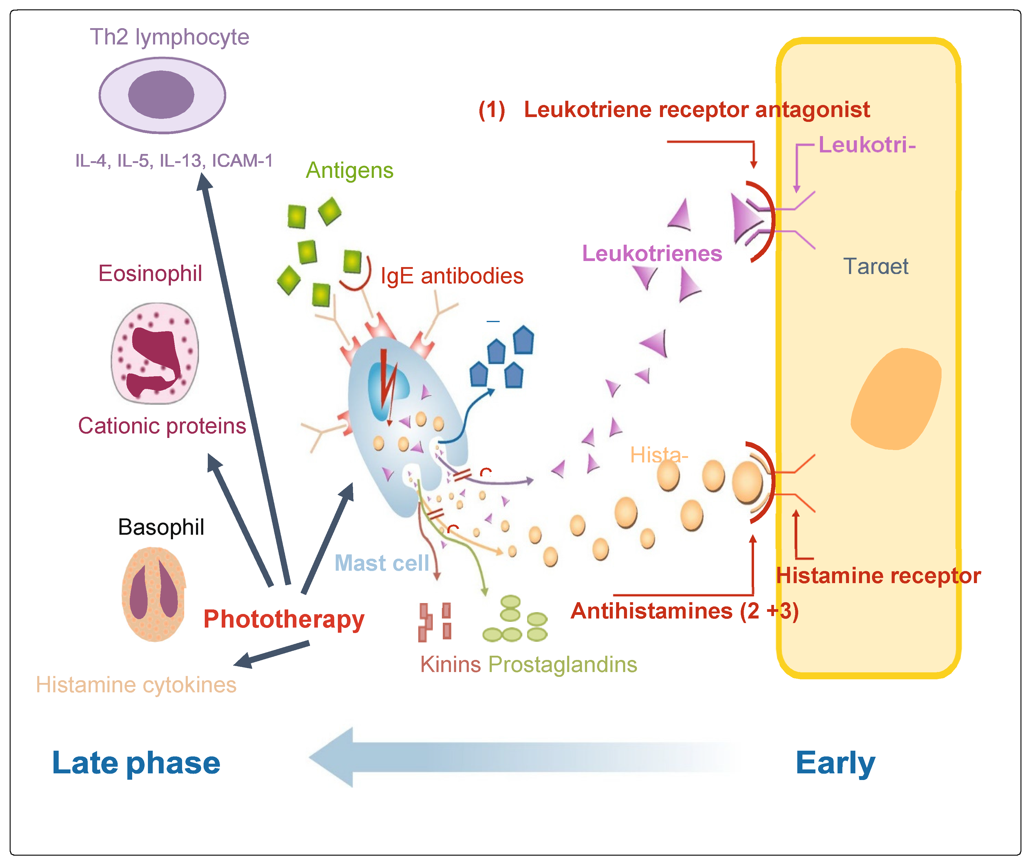 Allergies 04 00002 g001 Allergies 04 00002 g001