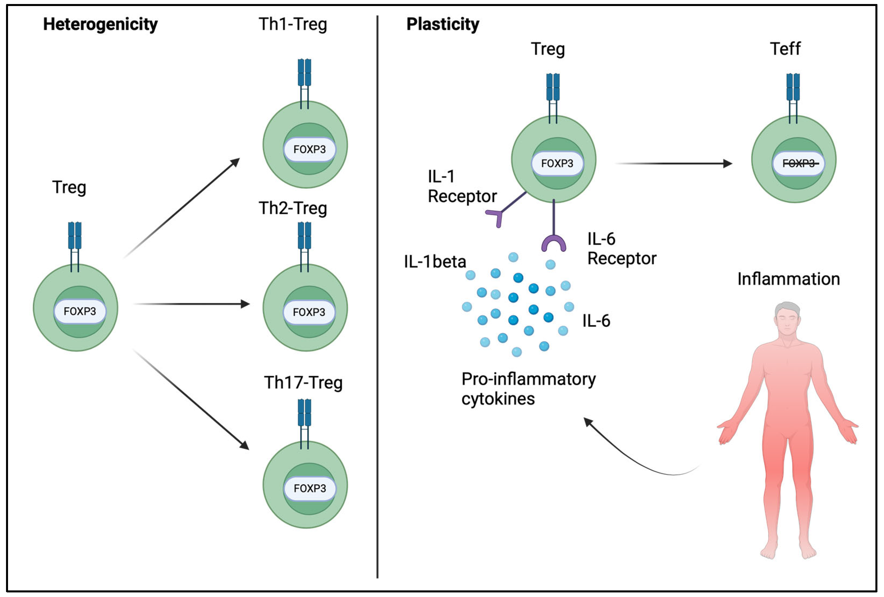 Allergies 05 00006 g003
