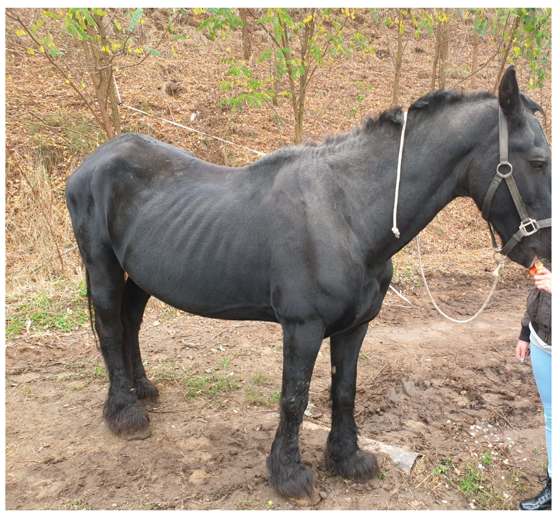 Allergies 05 00031 g001 Allergies 05 00031 g001