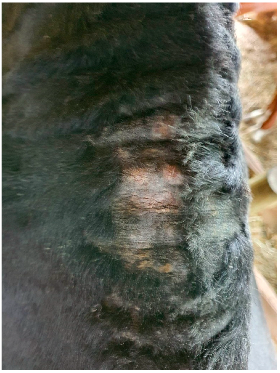 Allergies 05 00031 g002 Allergies 05 00031 g002