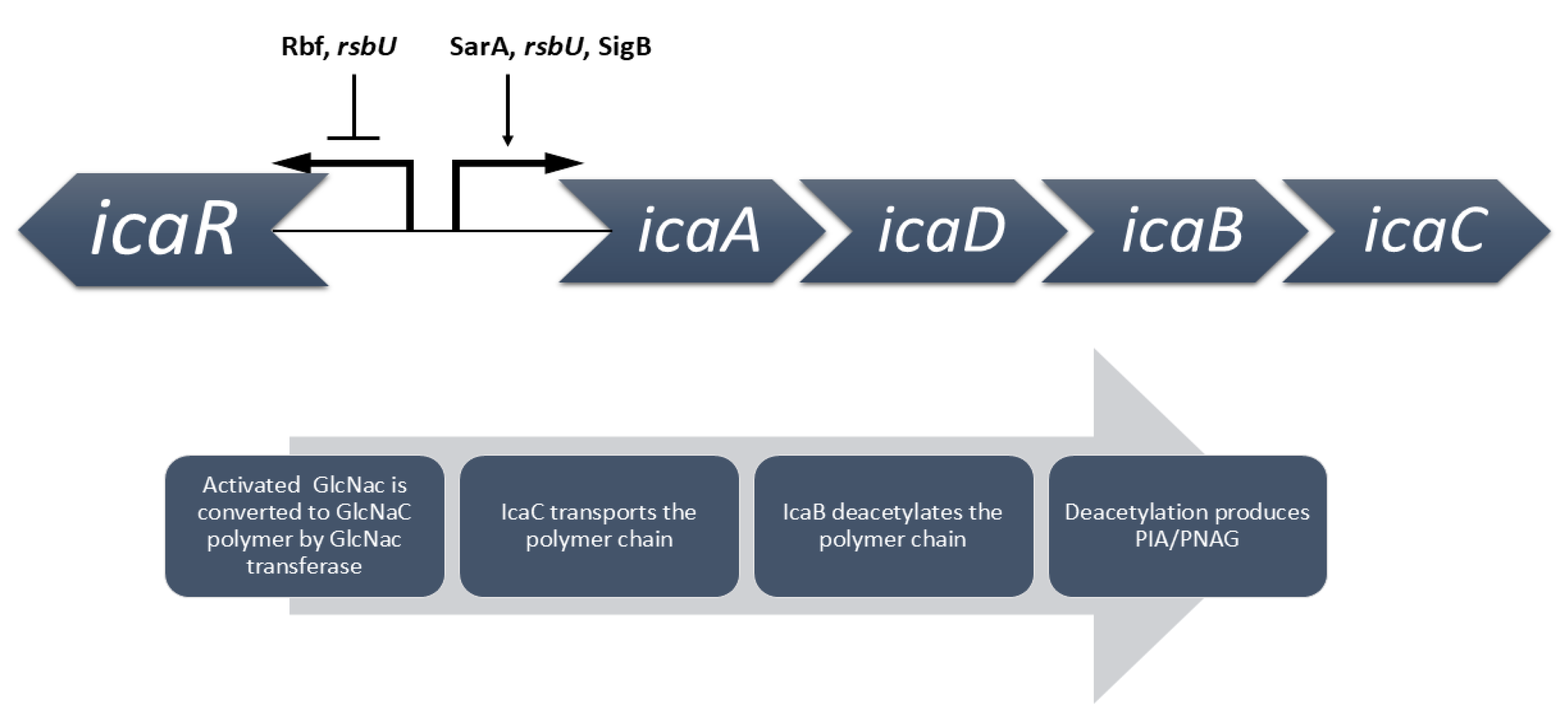 Amh 70 00009 g003 Amh 70 00009 g003