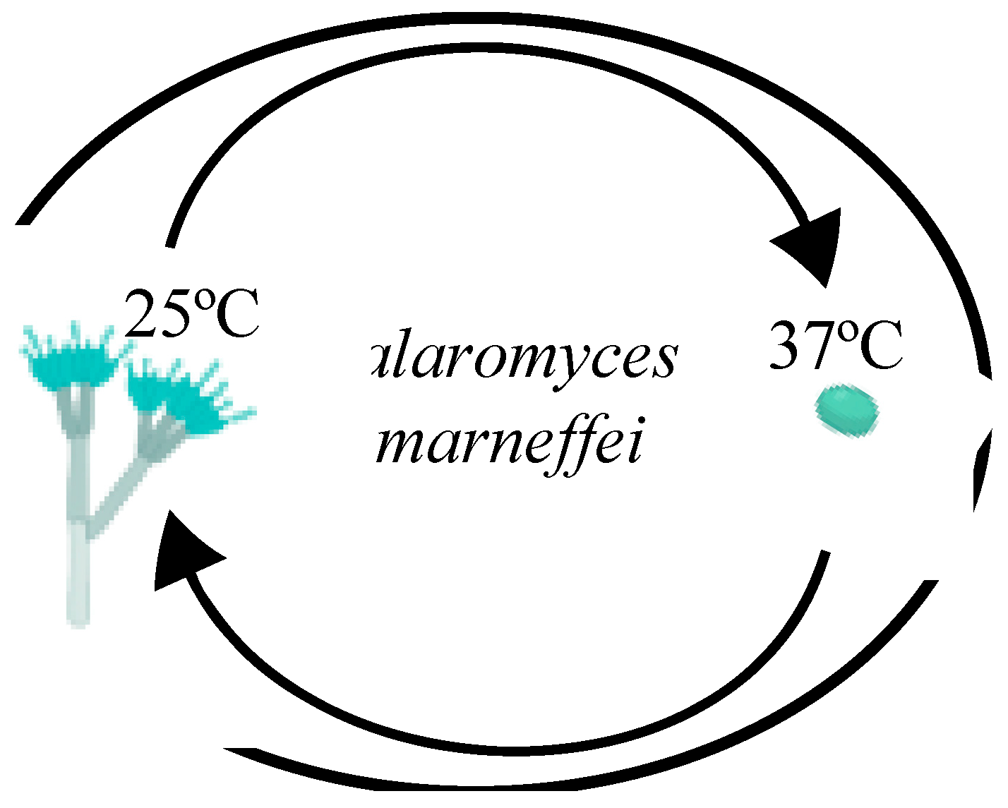 Amh 70 00025 g002 Amh 70 00025 g002