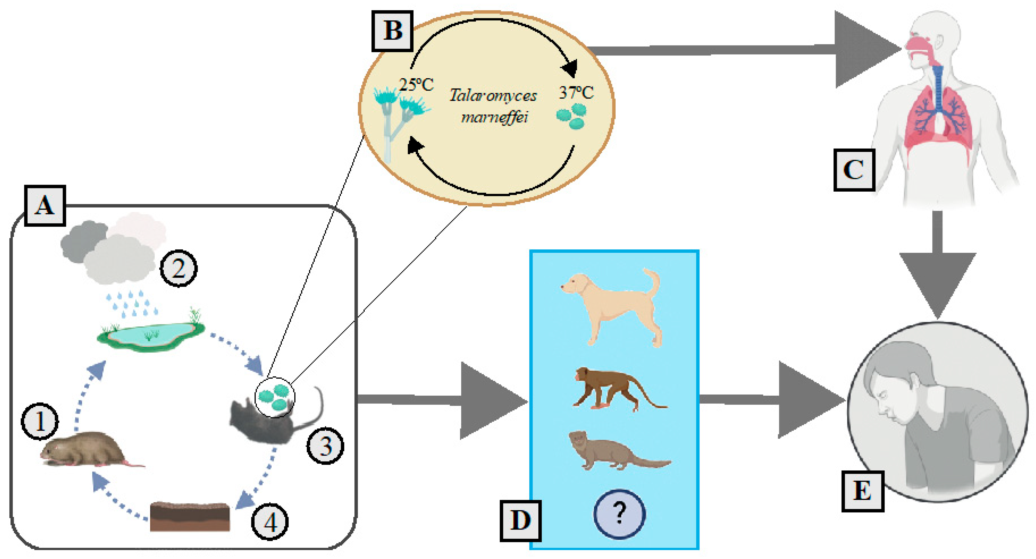 Amh 70 00025 g003 Amh 70 00025 g003