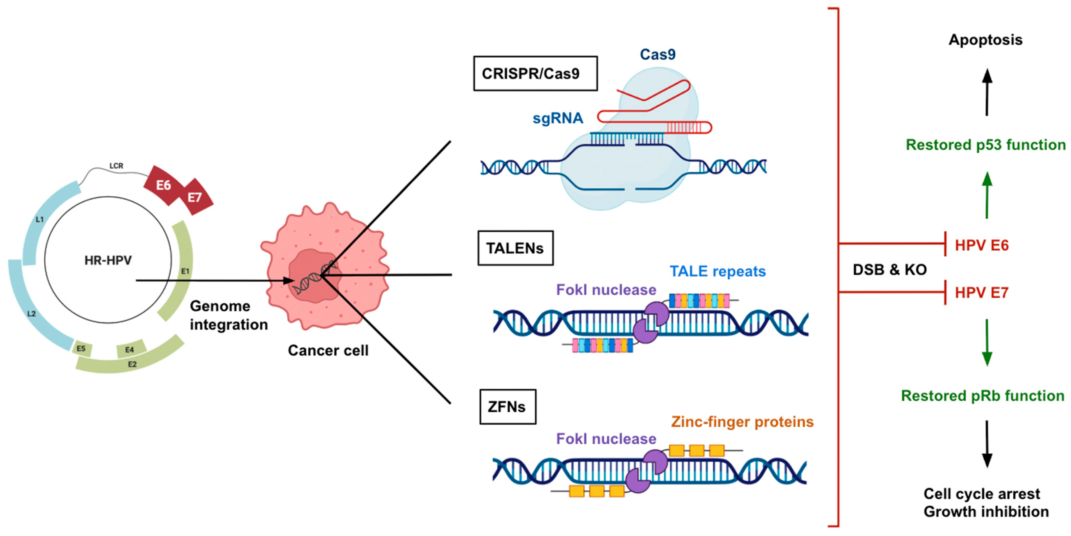 Amh 70 00041 g002 Amh 70 00041 g002