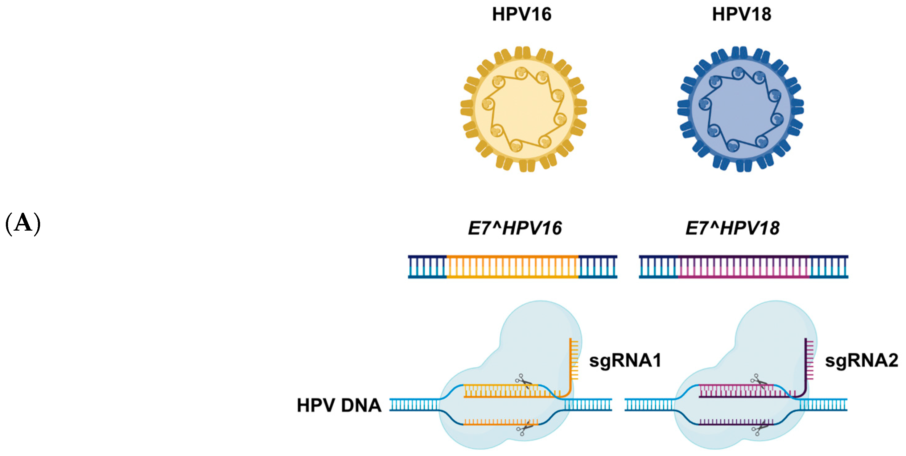 Amh 70 00041 g003a Amh 70 00041 g003a