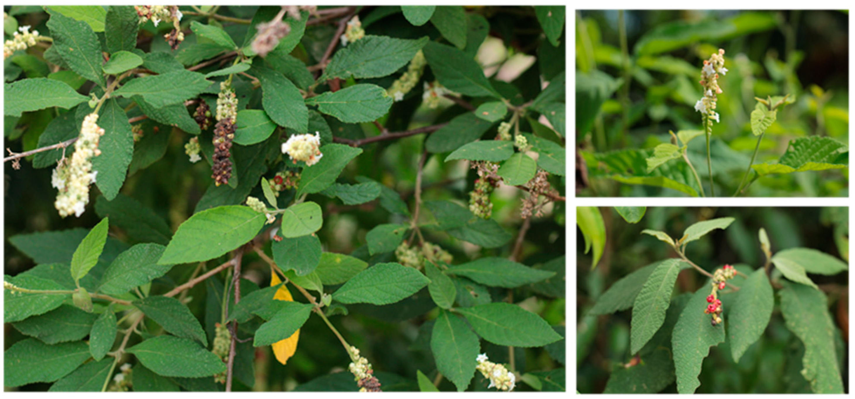 Analytica 05 00029 g001