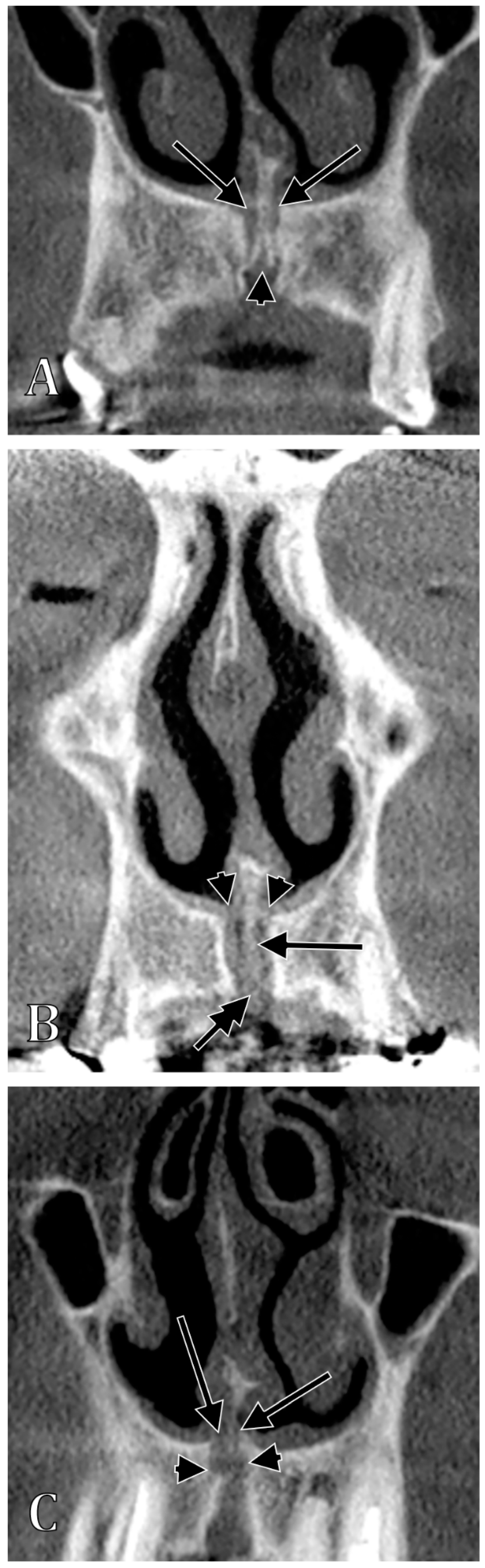 Anatomia 01 00008 g003