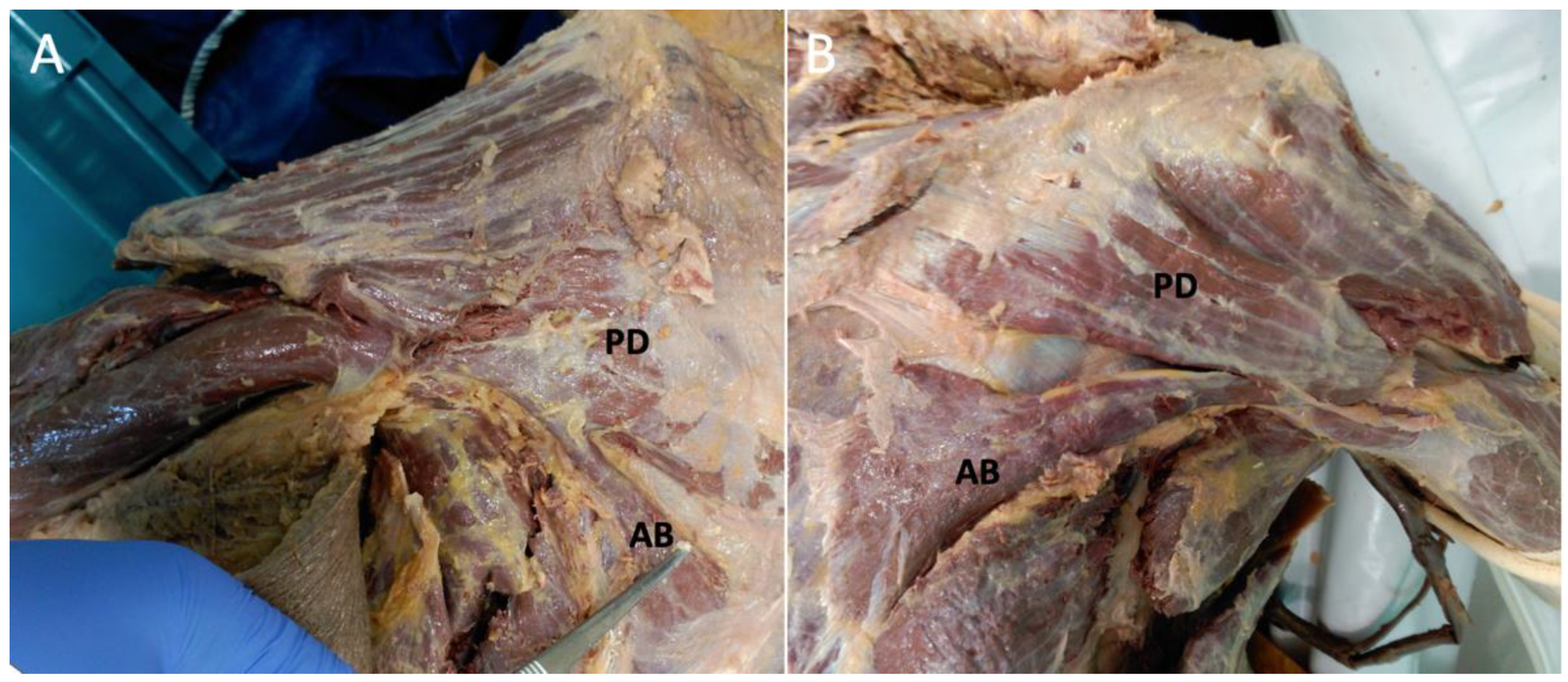 Anatomia 01 00012 g001