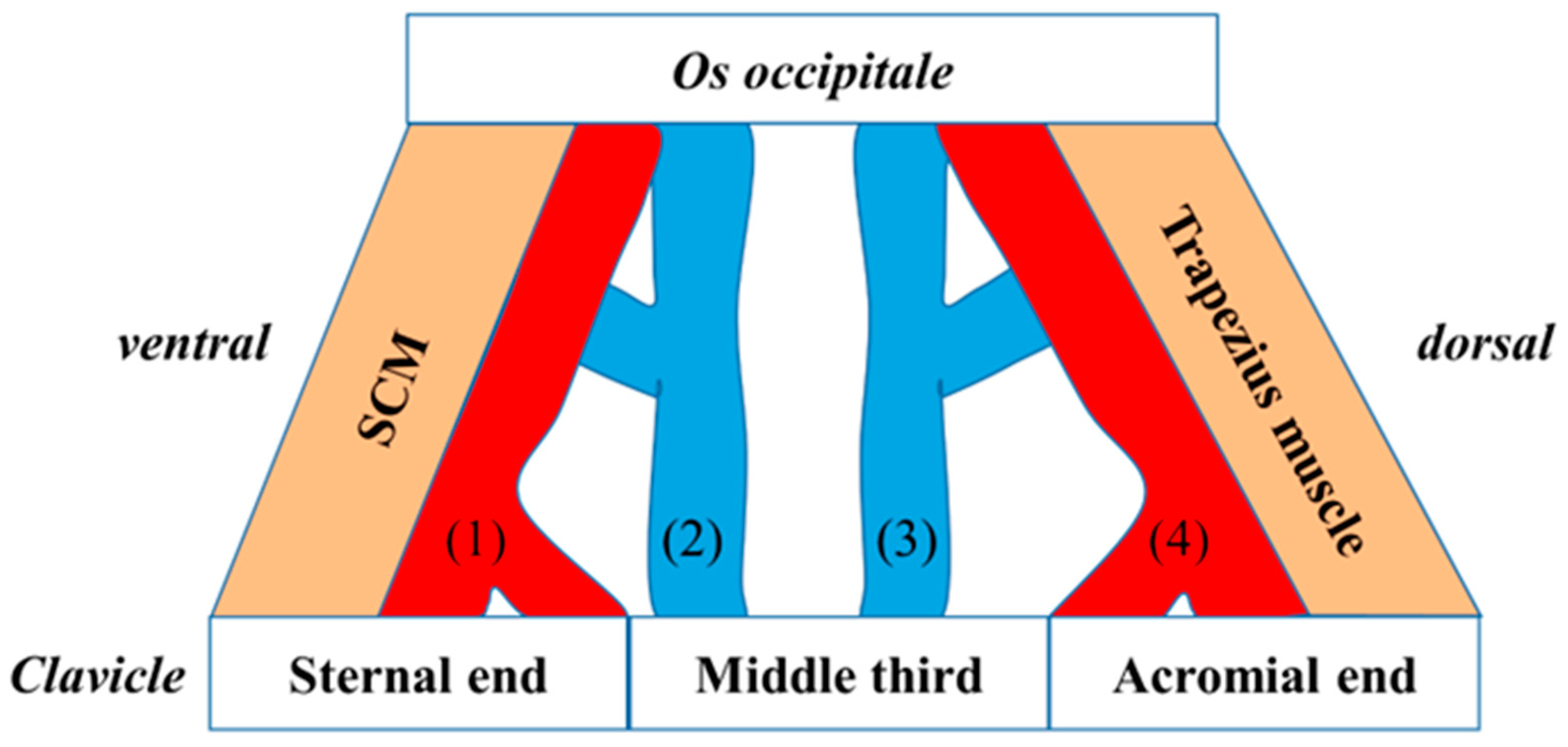 Introduction of a New Classification of the Cleidooccipital Muscle