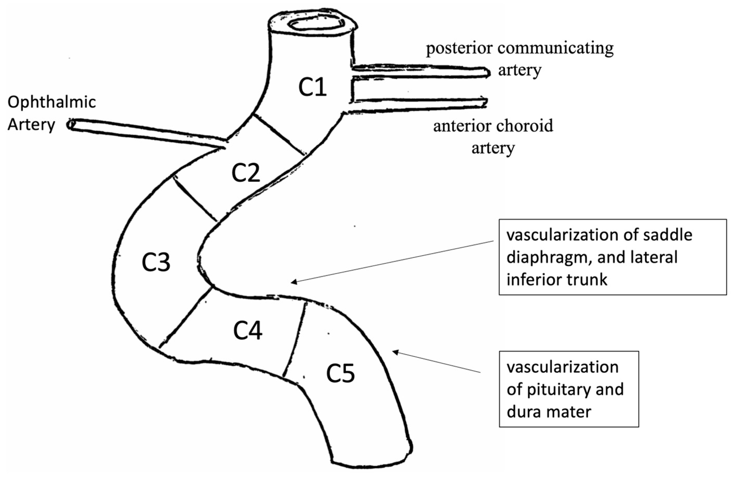 Anatomia 01 00016 g004 Anatomia 01 00016 g004