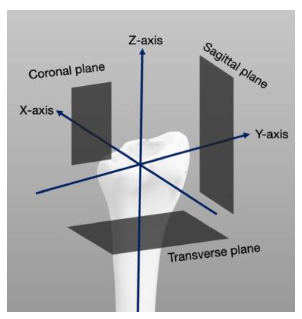 Anatomia 01 00018 g003