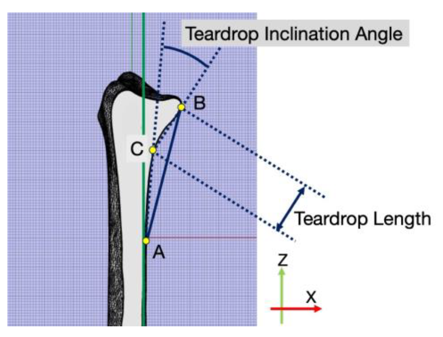 Anatomia 01 00018 g006