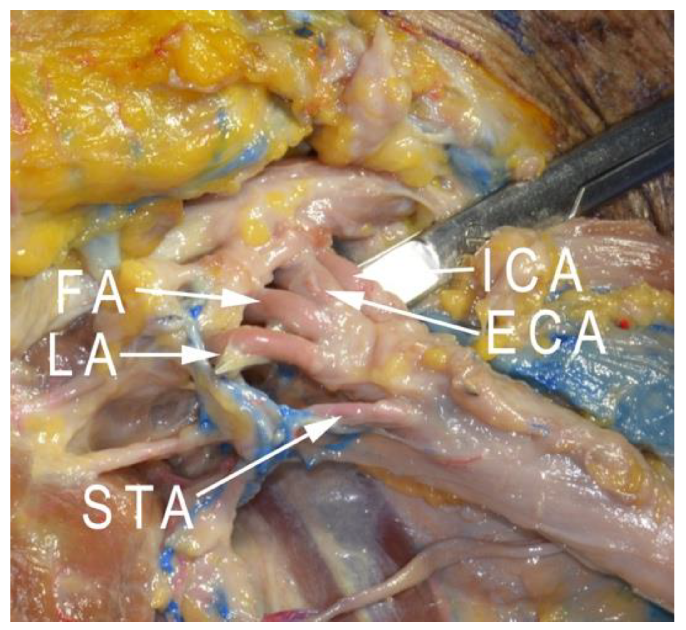 Anatomia 01 00020 g001