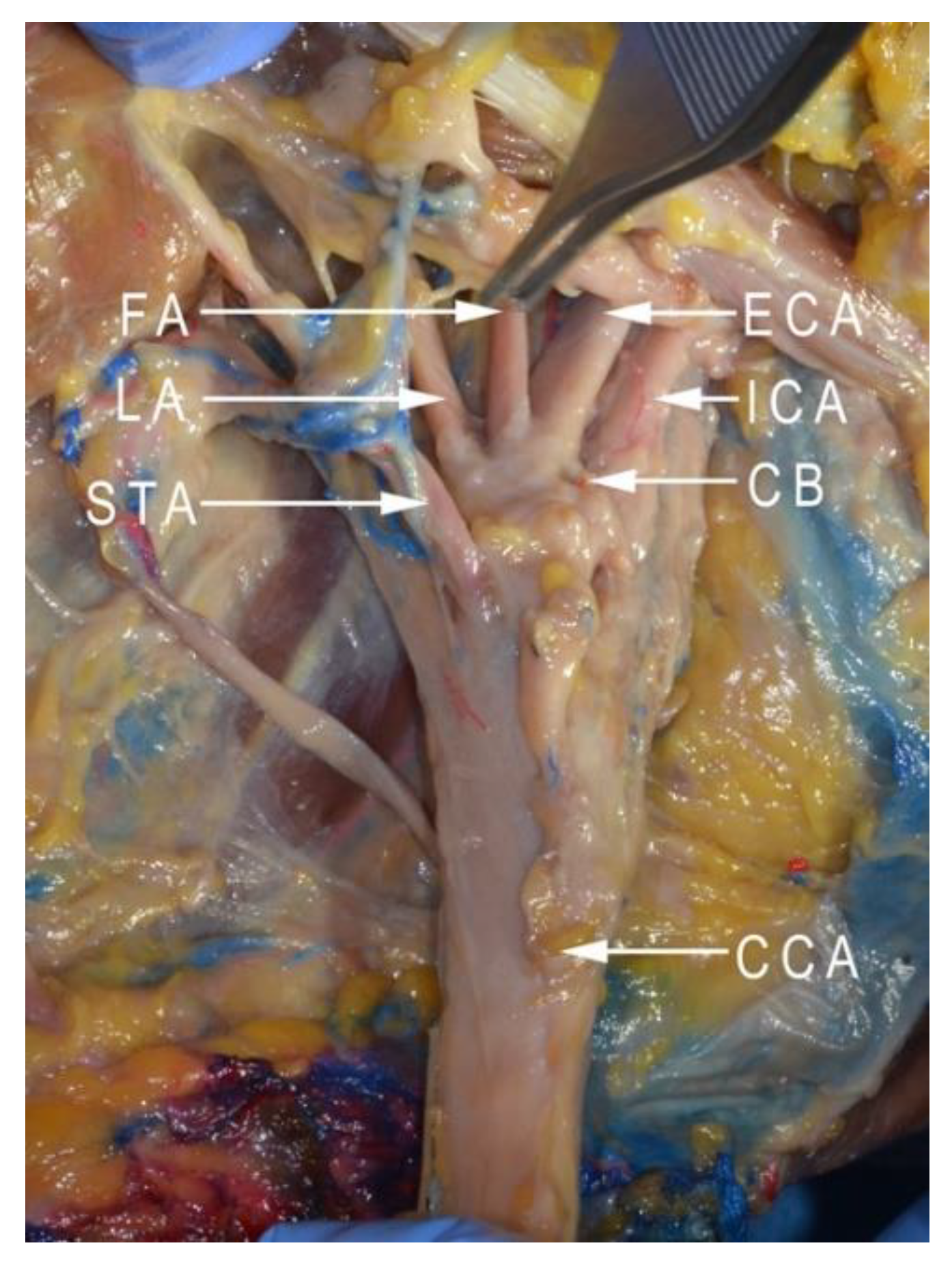 Anatomia 01 00020 g002