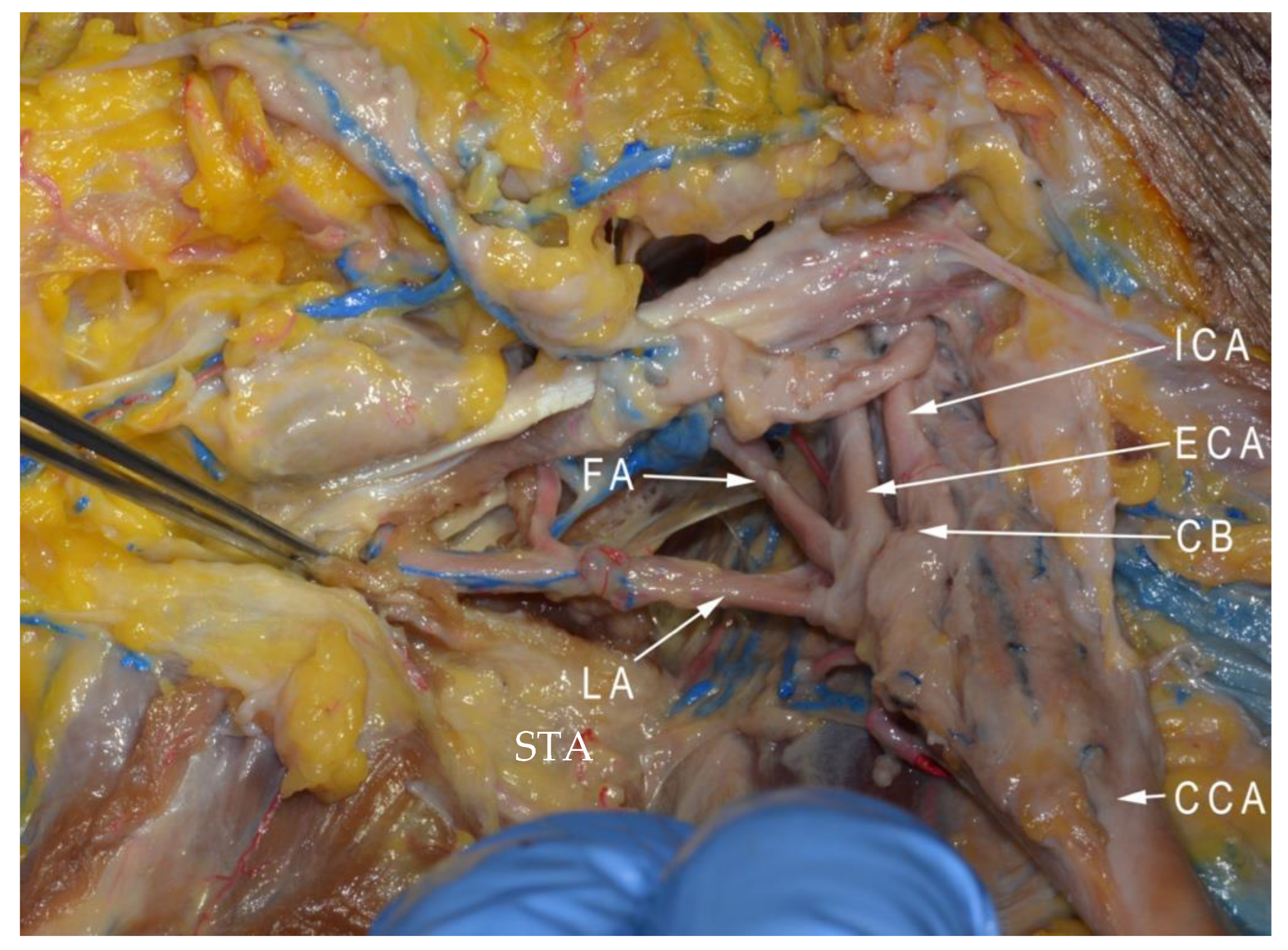 Anatomia 01 00020 g003
