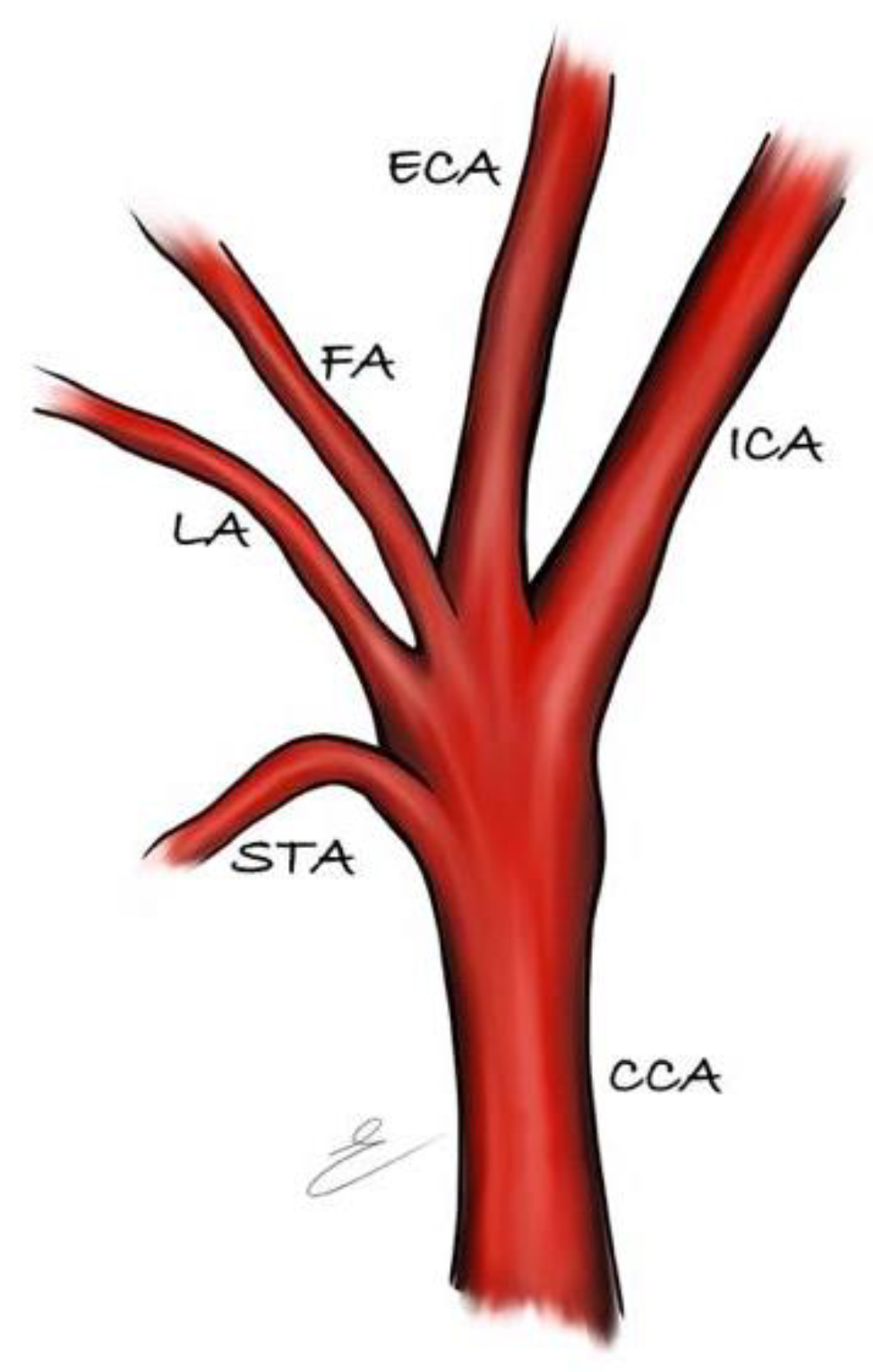 Anatomia 01 00020 g004