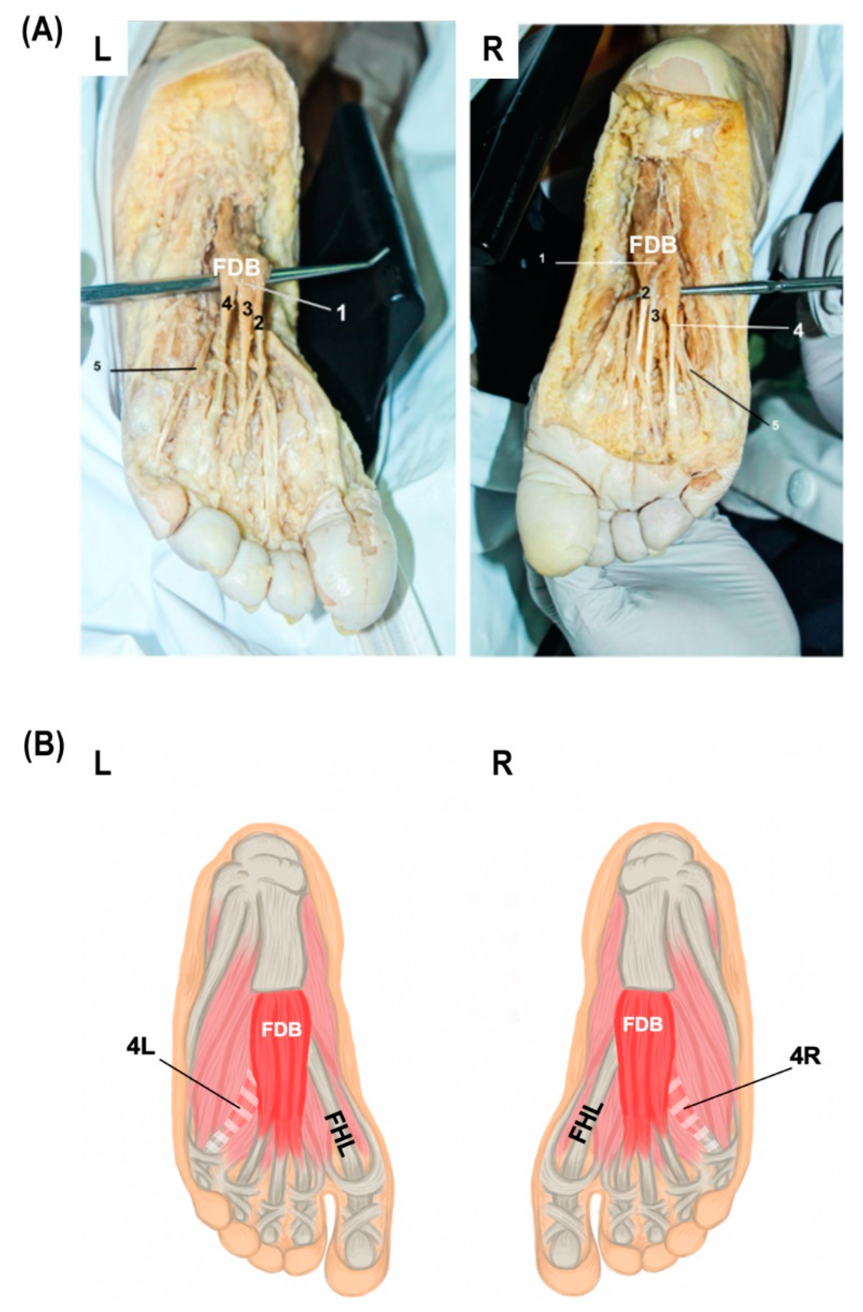 Anatomia 01 00021 g002 Anatomia 01 00021 g002