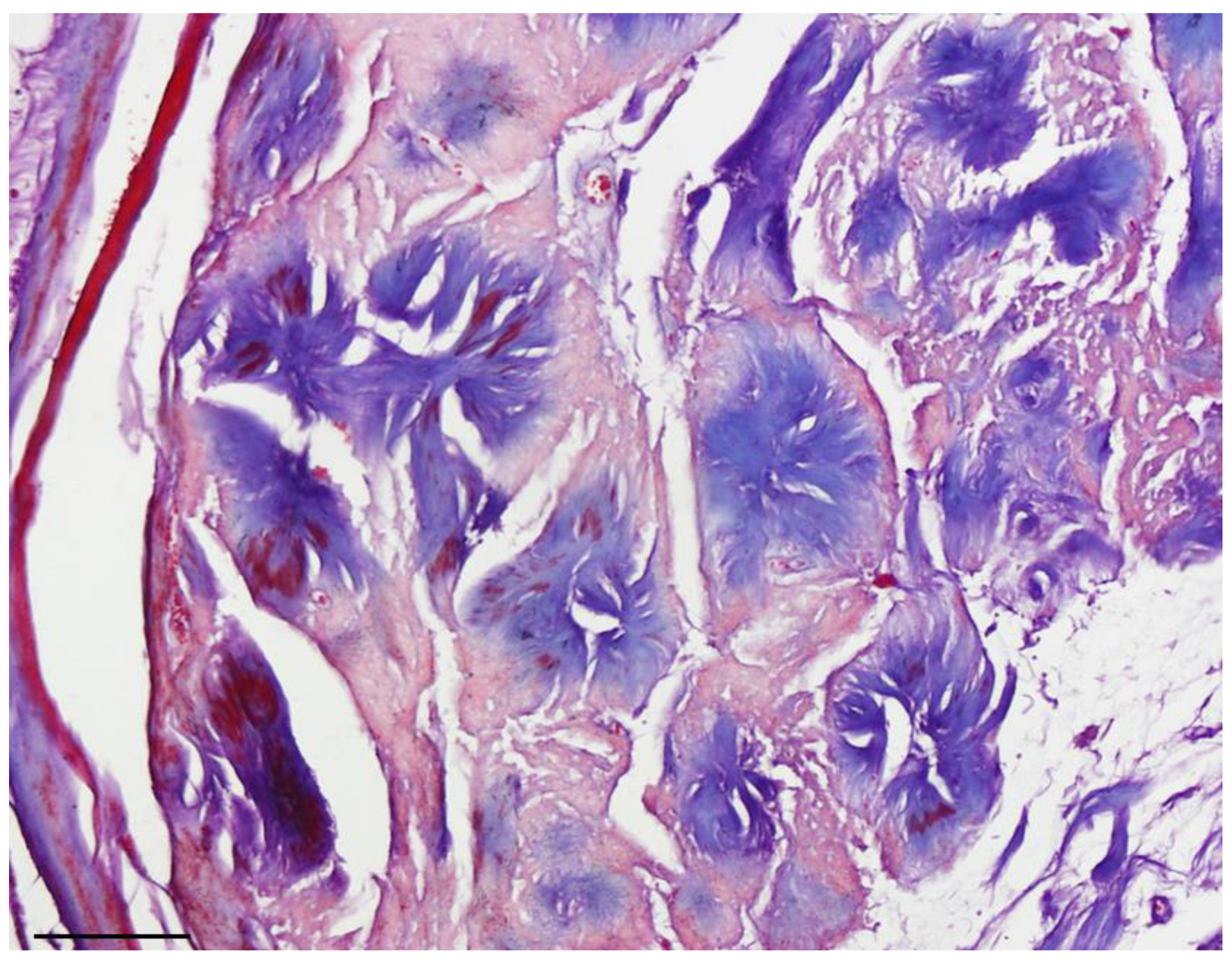 Anatomia 01 00022 g002