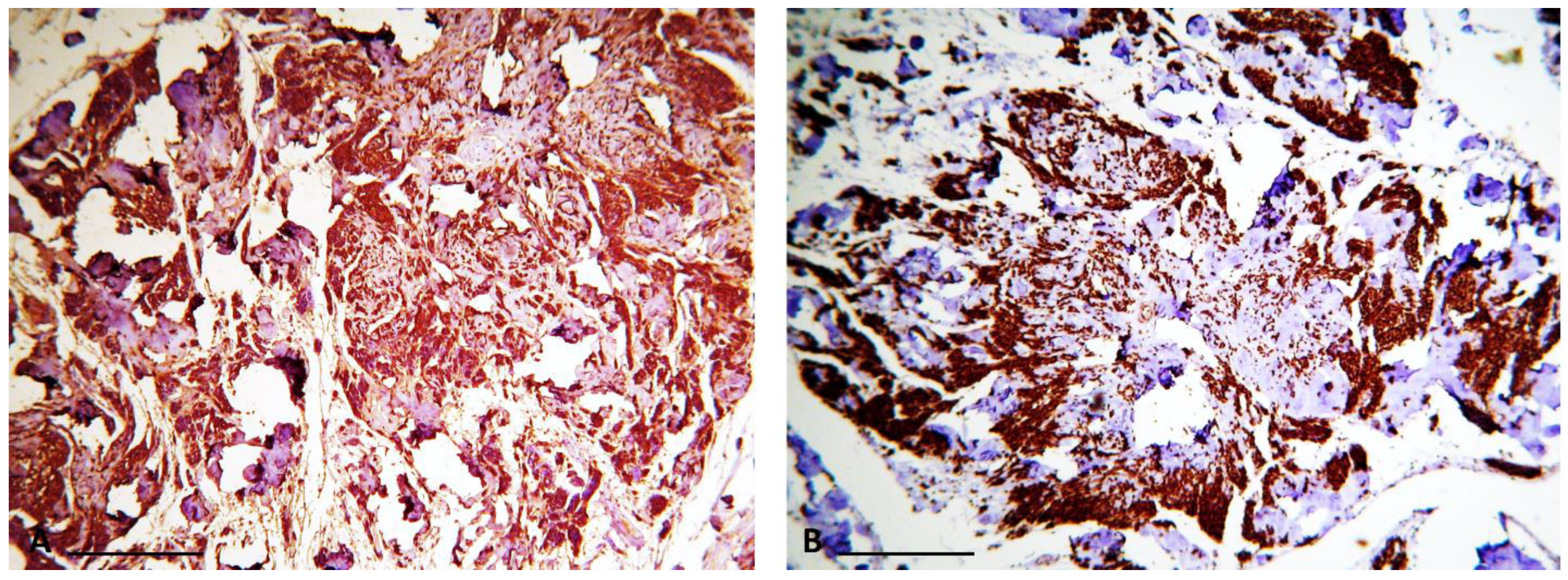 Anatomia 01 00022 g003
