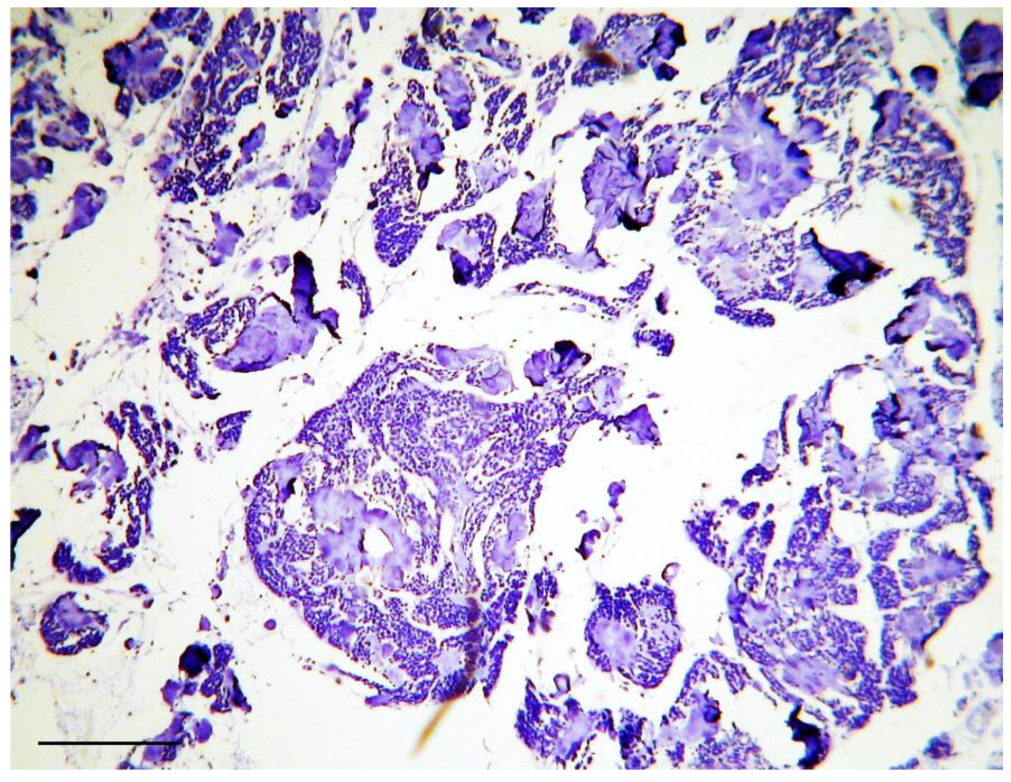 Anatomia 01 00022 g004