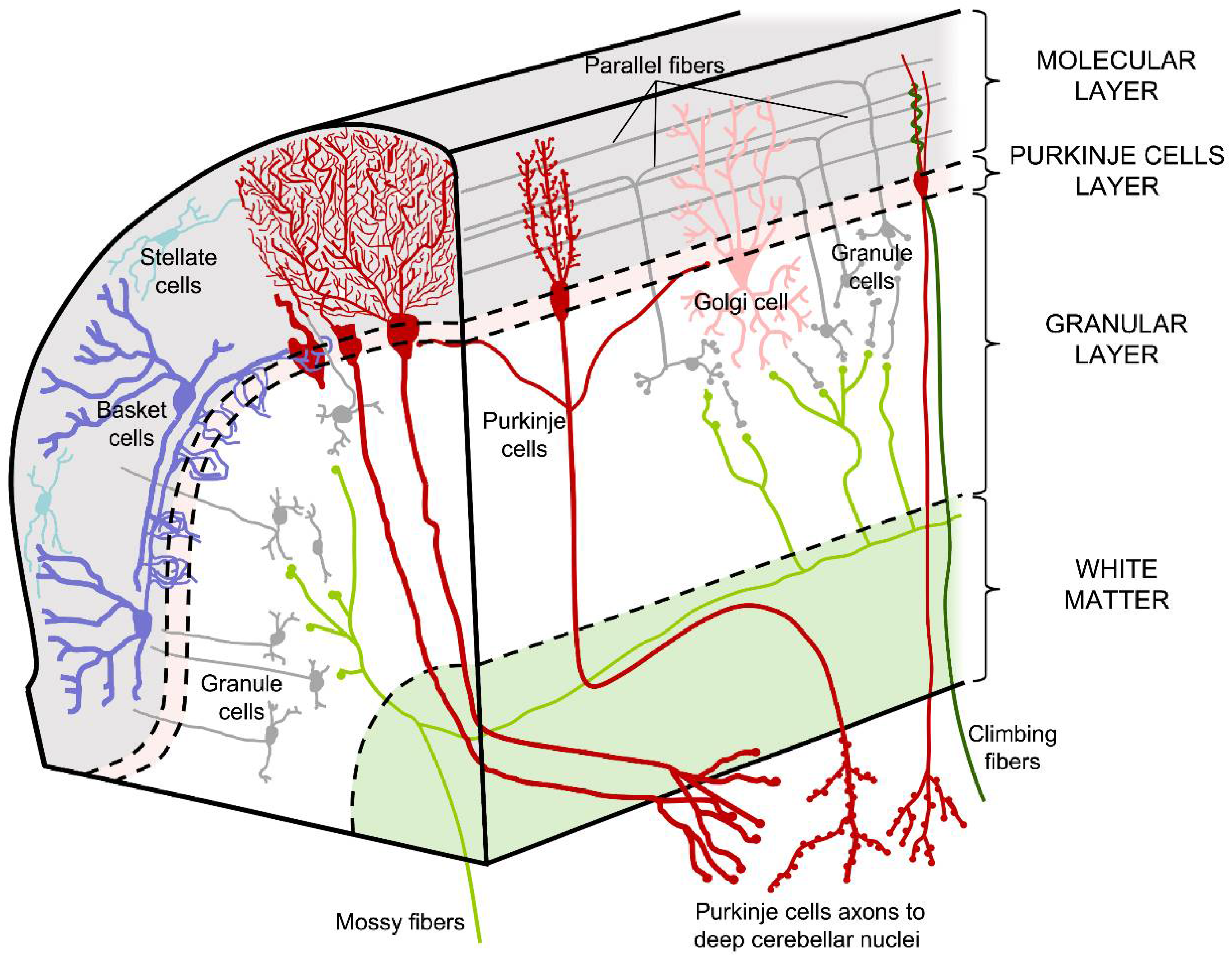 Anatomia 02 00005 g002