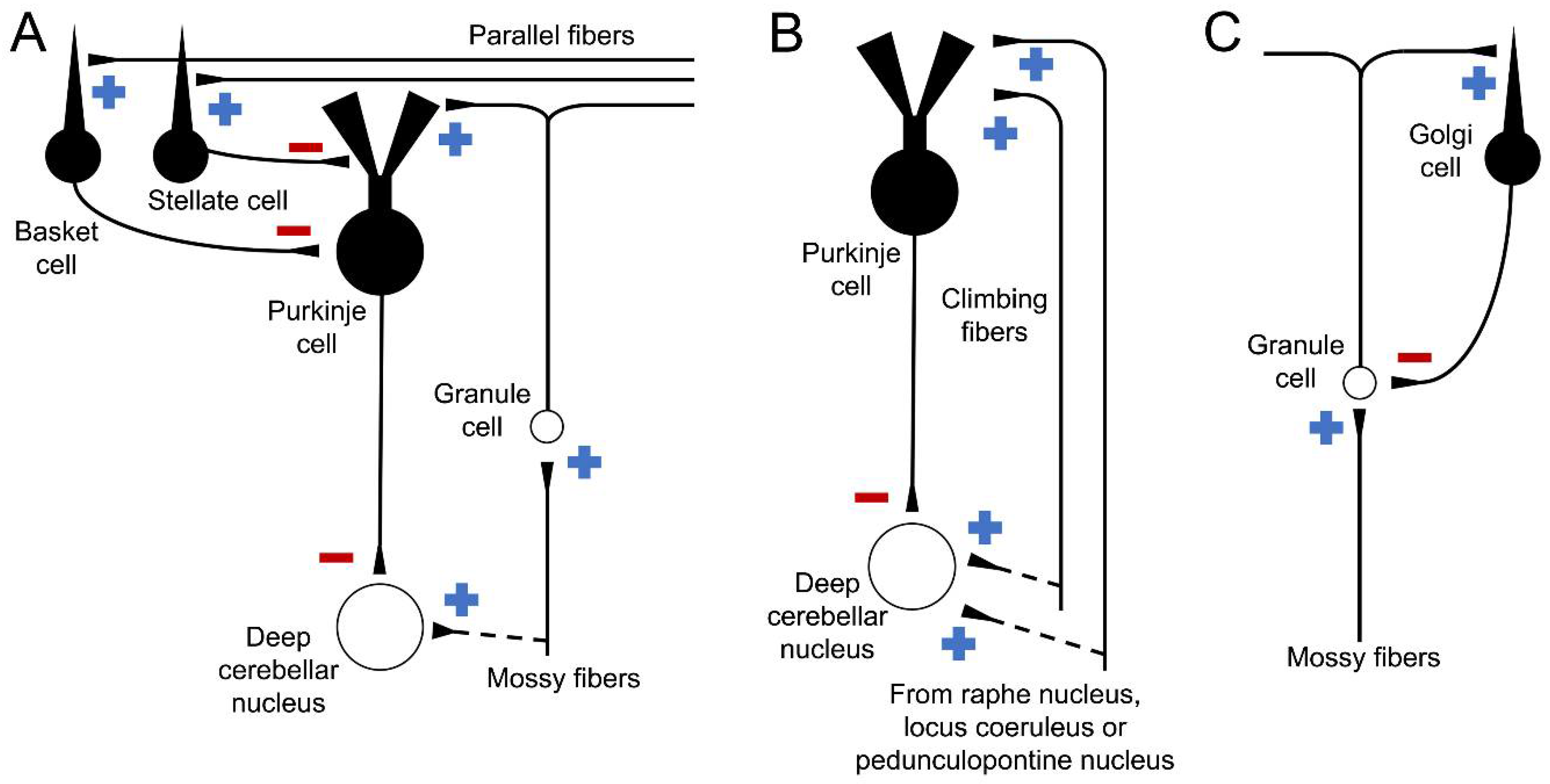Anatomia 02 00005 g003