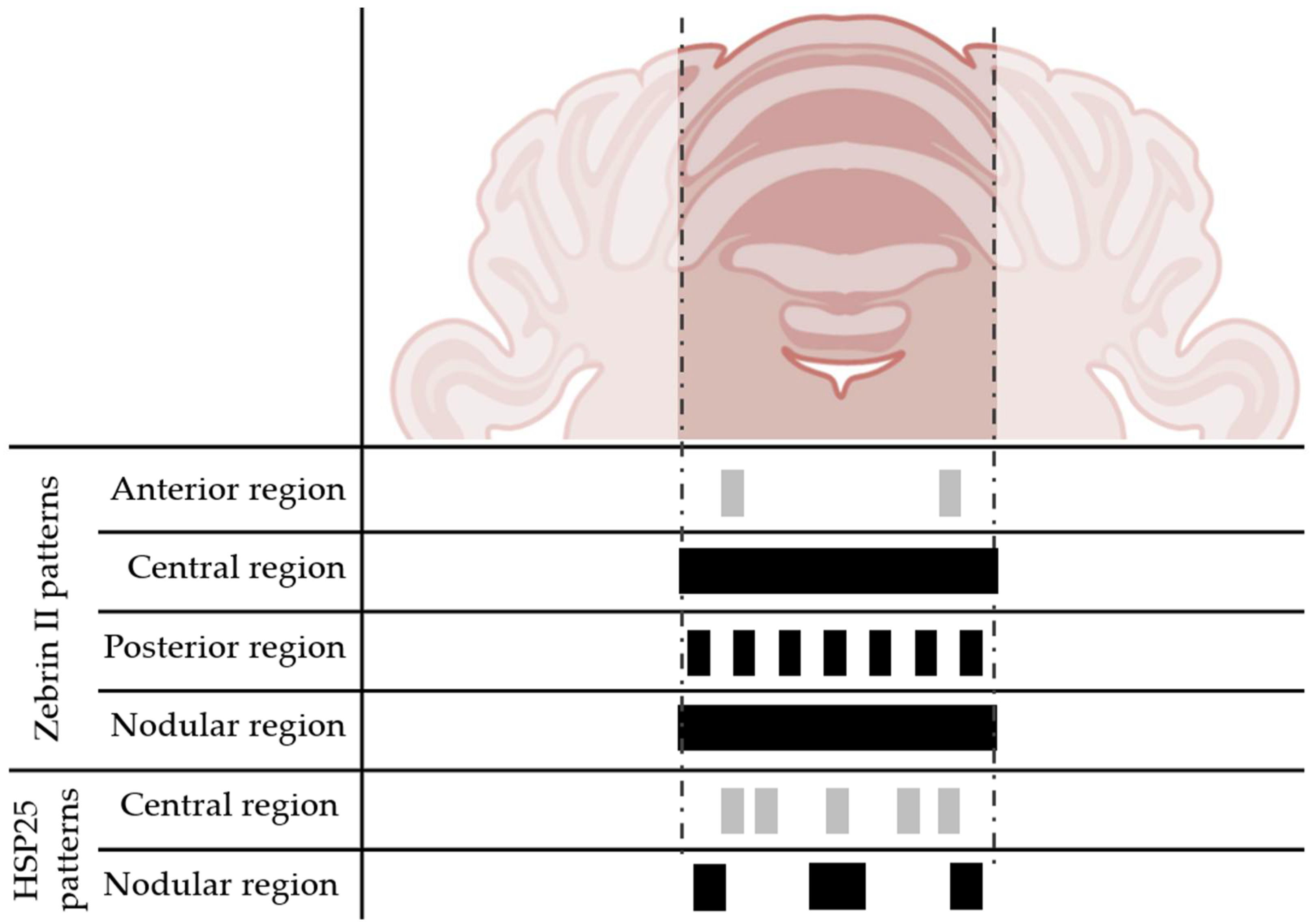 Anatomia 02 00005 g004
