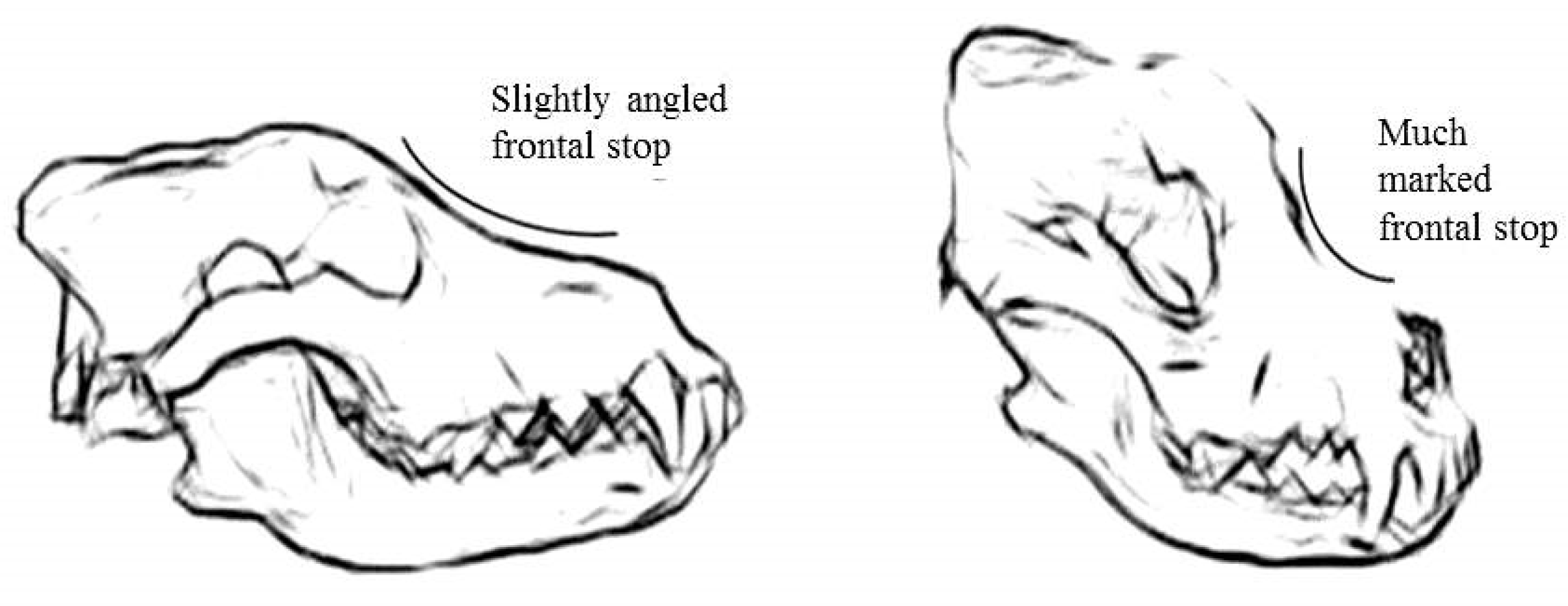 Anatomia 02 00007 g002 550