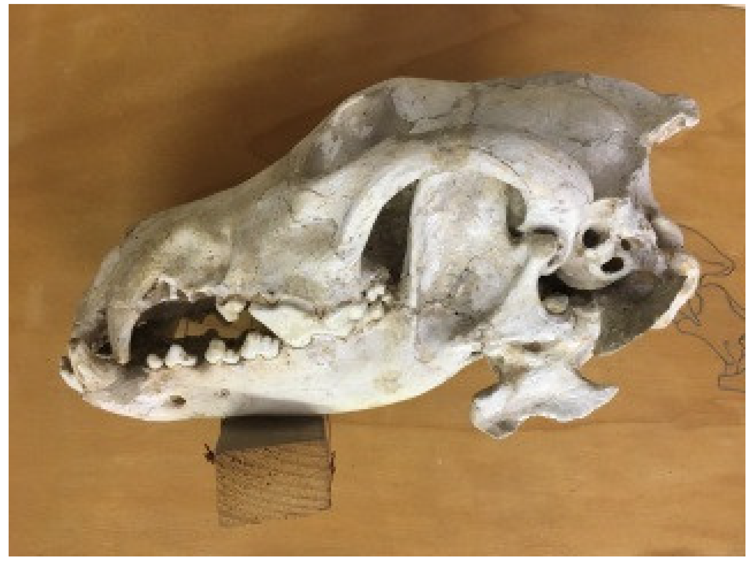 Anatomia 02 00007 g004 550