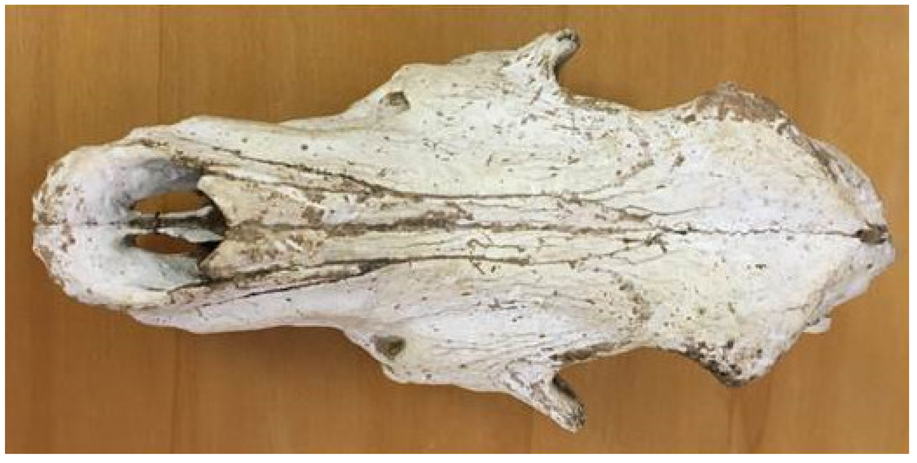 Anatomia 02 00007 g006 550