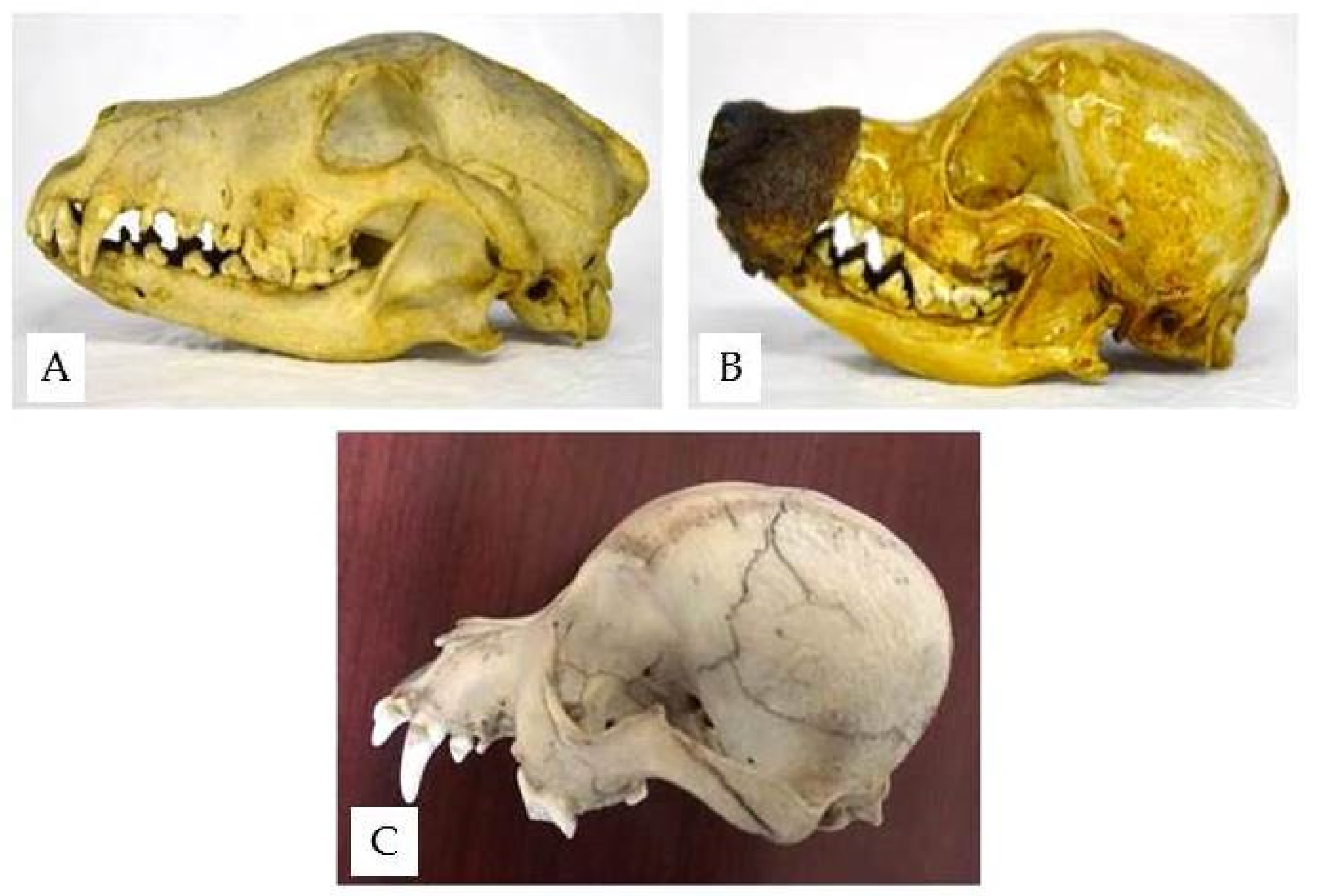 Anatomia 02 00007 g007 550