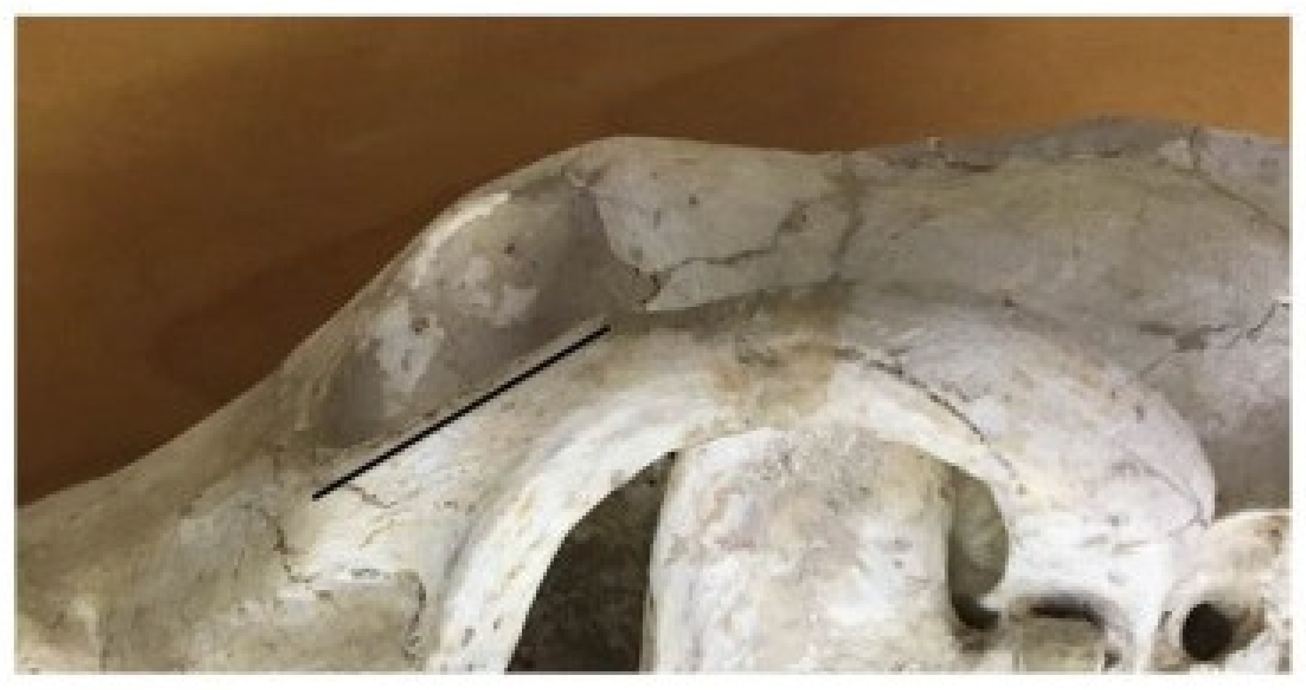 Anatomia 02 00007 g008 550