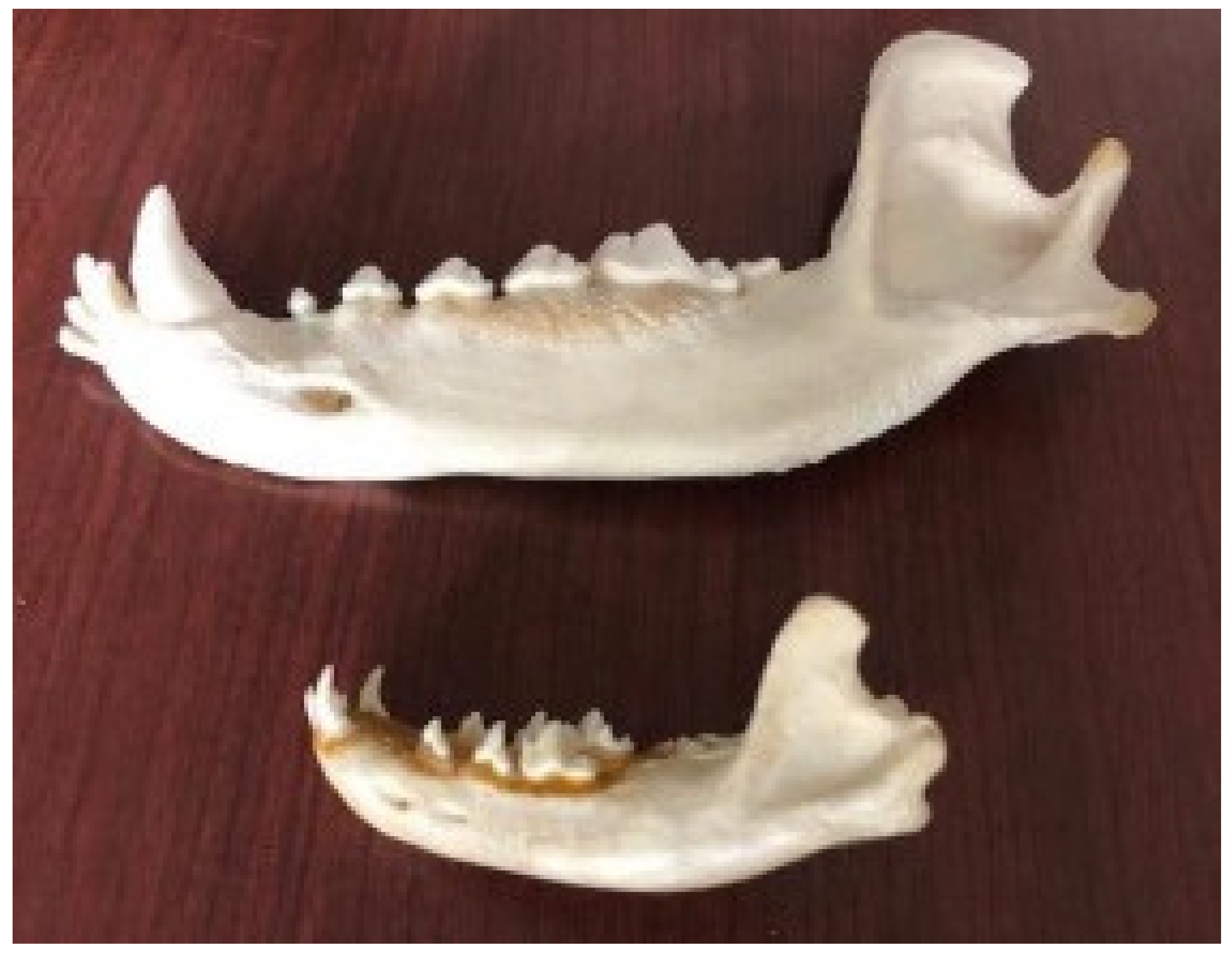 Anatomia 02 00007 g010 550