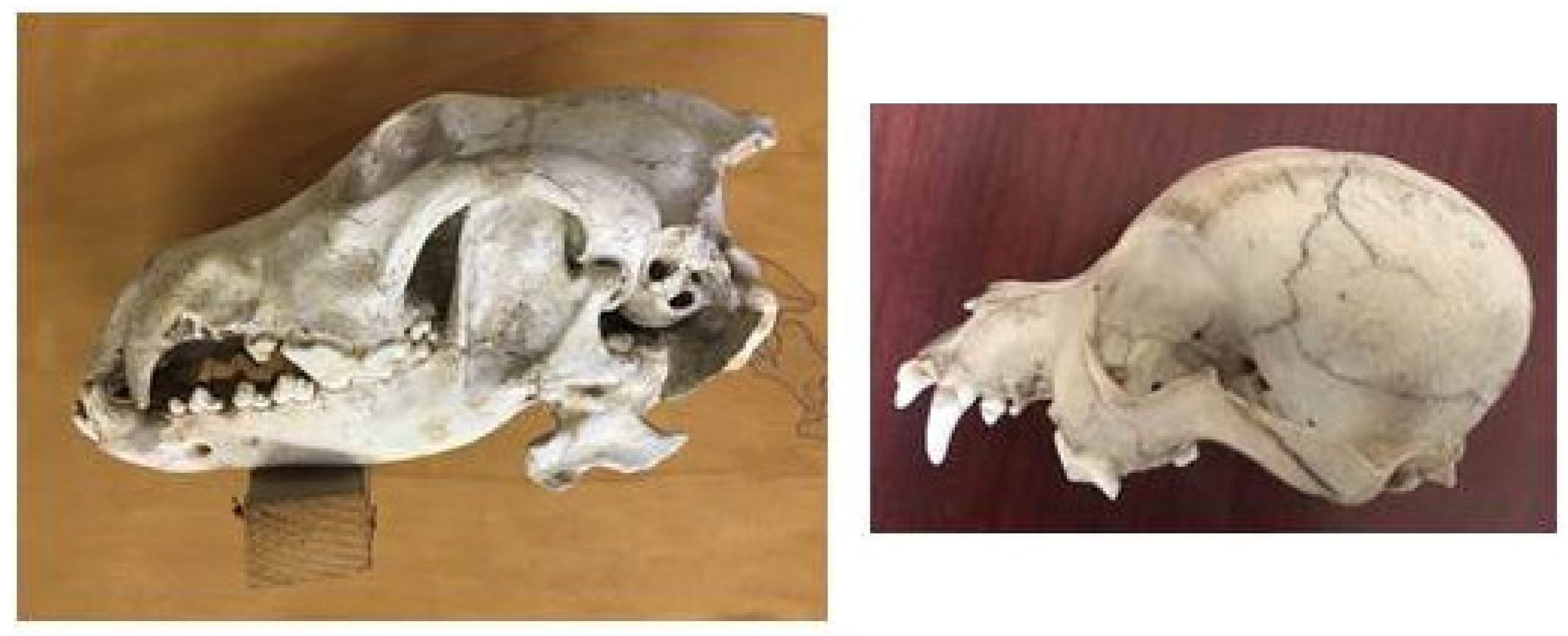 Anatomia 02 00007 g011 550